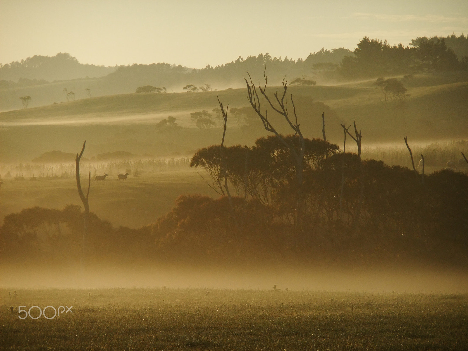 FujiFilm FinePix F70EXR (FinePix F75EXR) sample photo. Misty morning on farm in nz photography