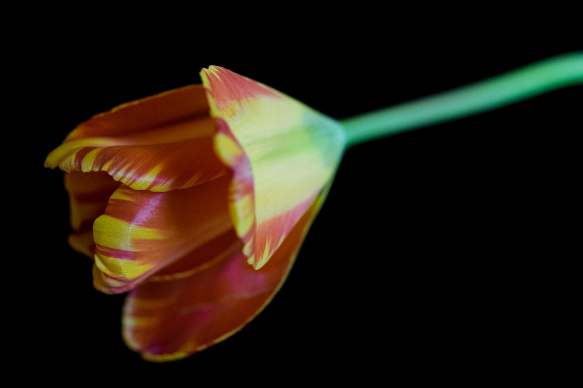 smc PENTAX-FA Macro 50mm F2.8 sample photo. Tulip photography