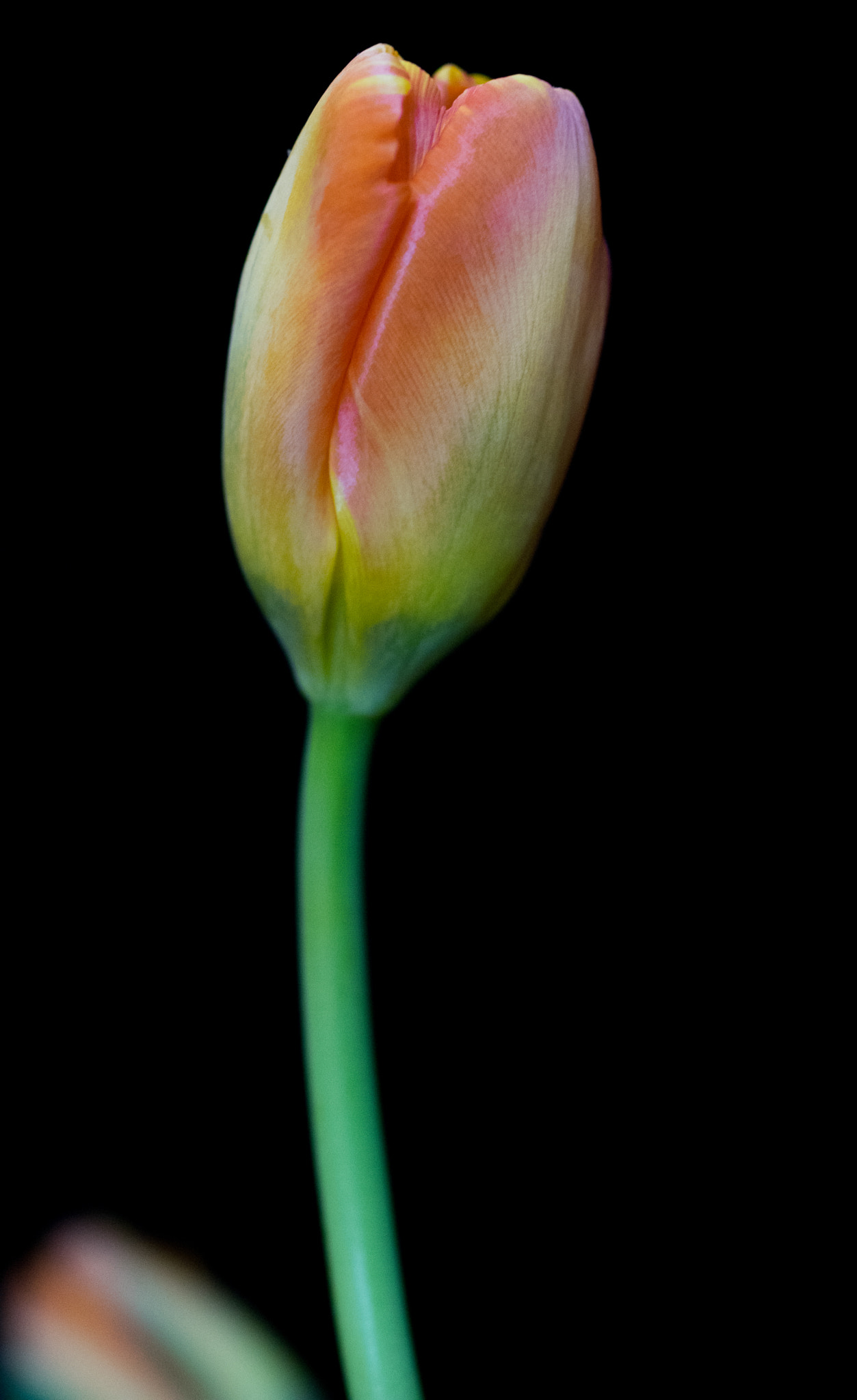 smc PENTAX-FA Macro 50mm F2.8 sample photo. Tulip photography