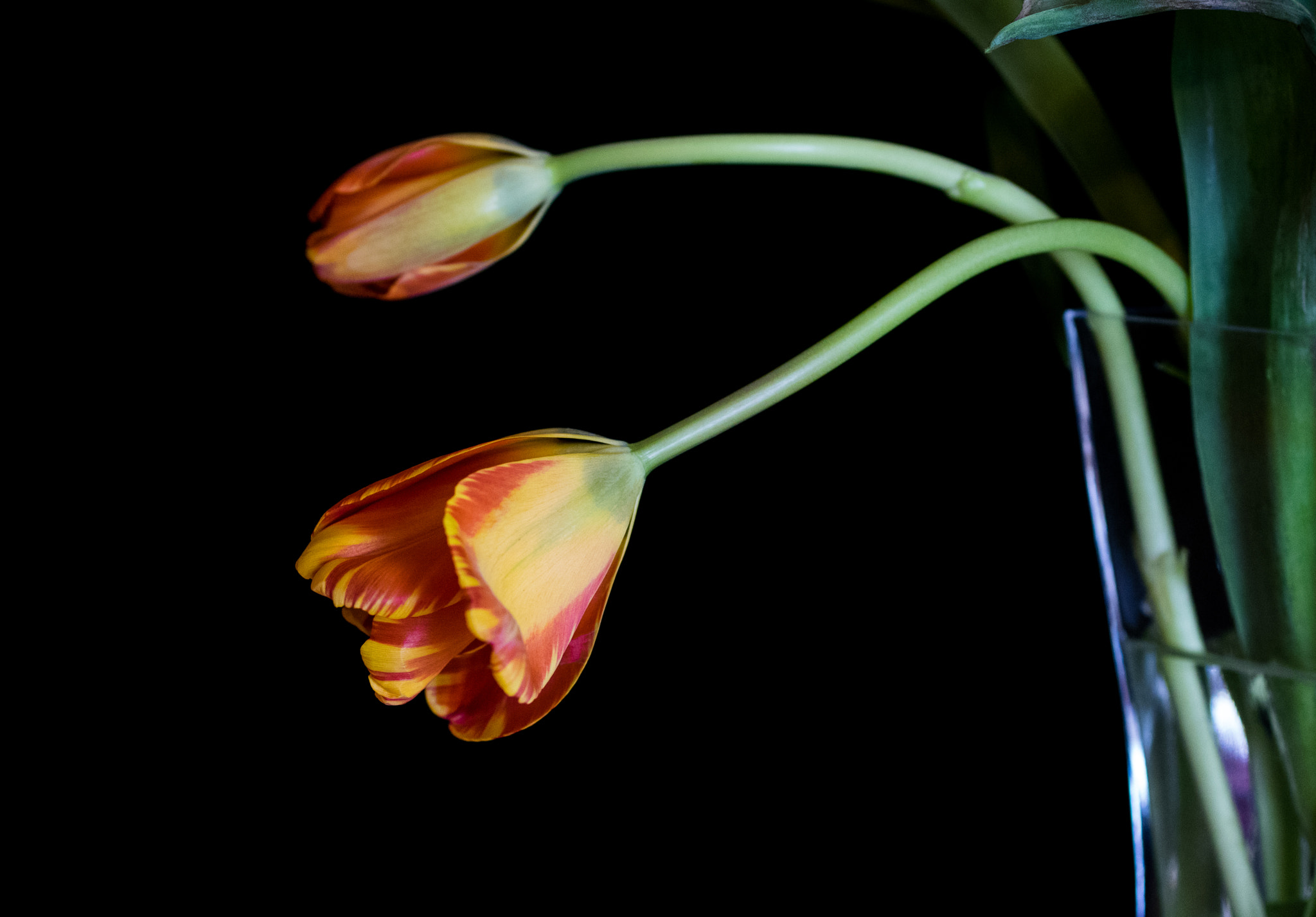 smc PENTAX-FA Macro 50mm F2.8 sample photo. Tulip photography