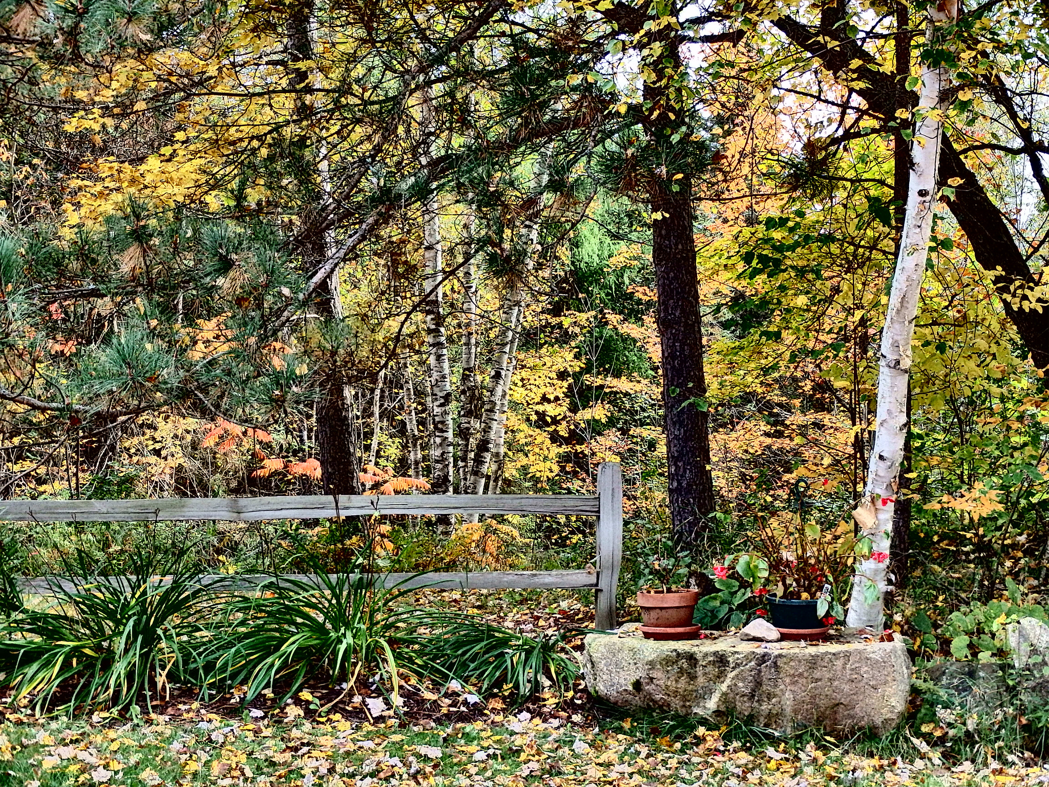 Olympus TG-830 sample photo. Perfect forest photography