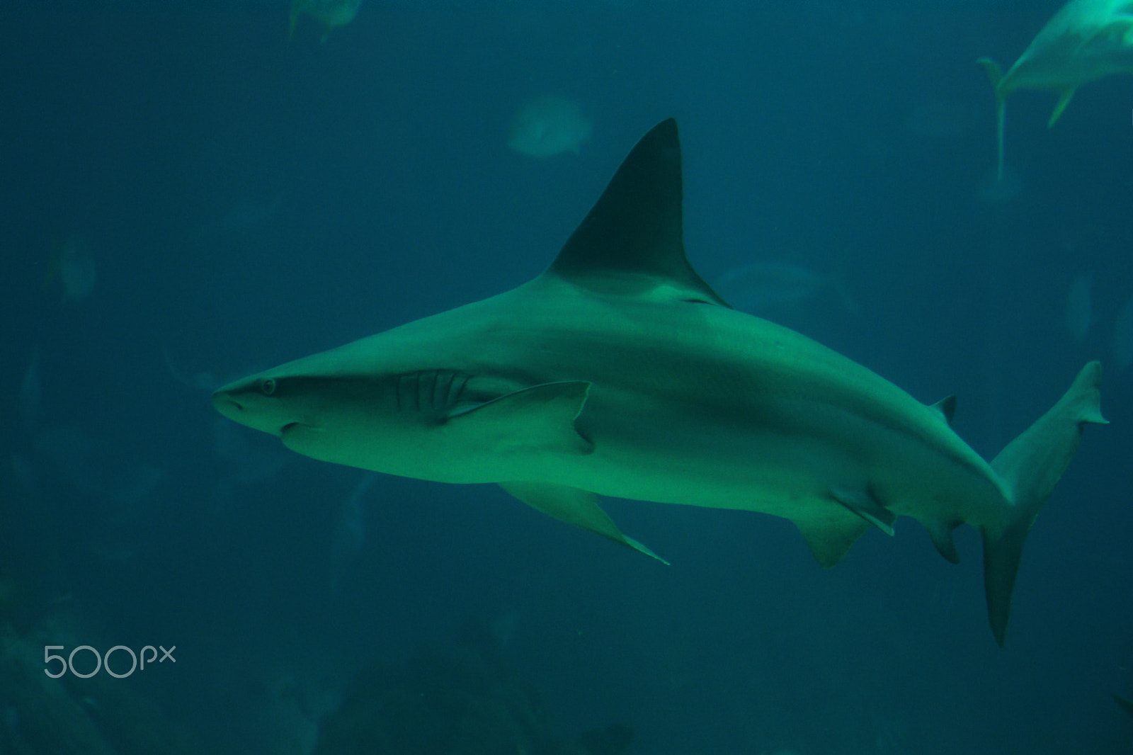 Nikon D7100 sample photo. Shark photography