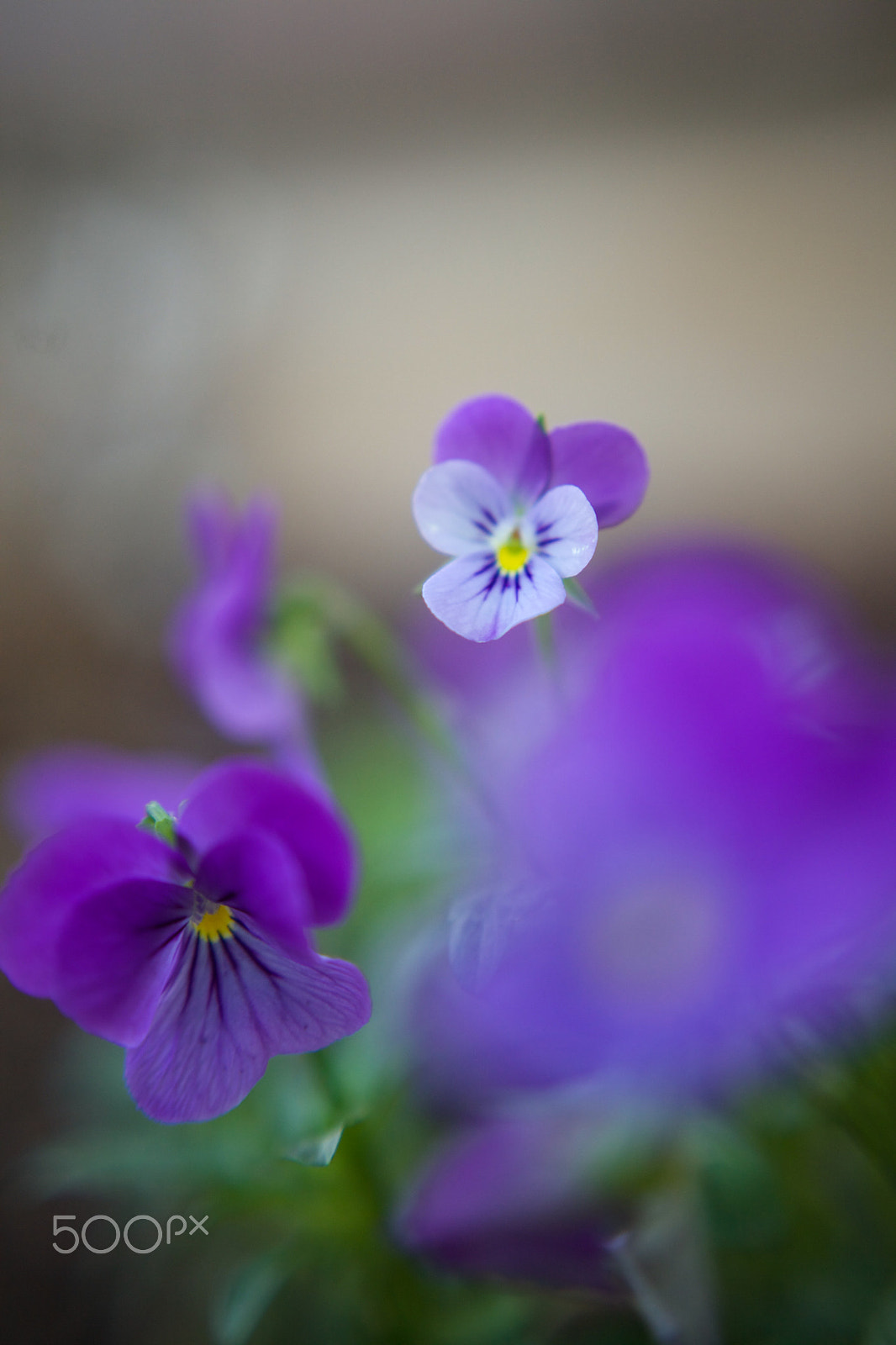 Canon EF 40mm F2.8 STM sample photo. ^17*2{12} photography