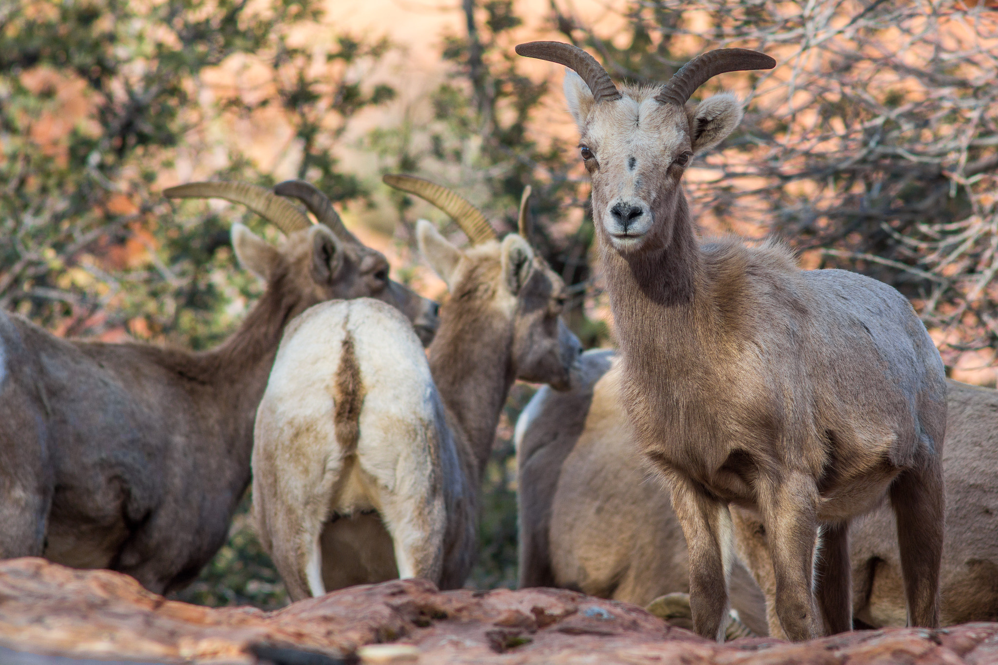 Minolta AF 300mm F2.8 HS-APO G sample photo. Bighorn yearling- zion national park photography
