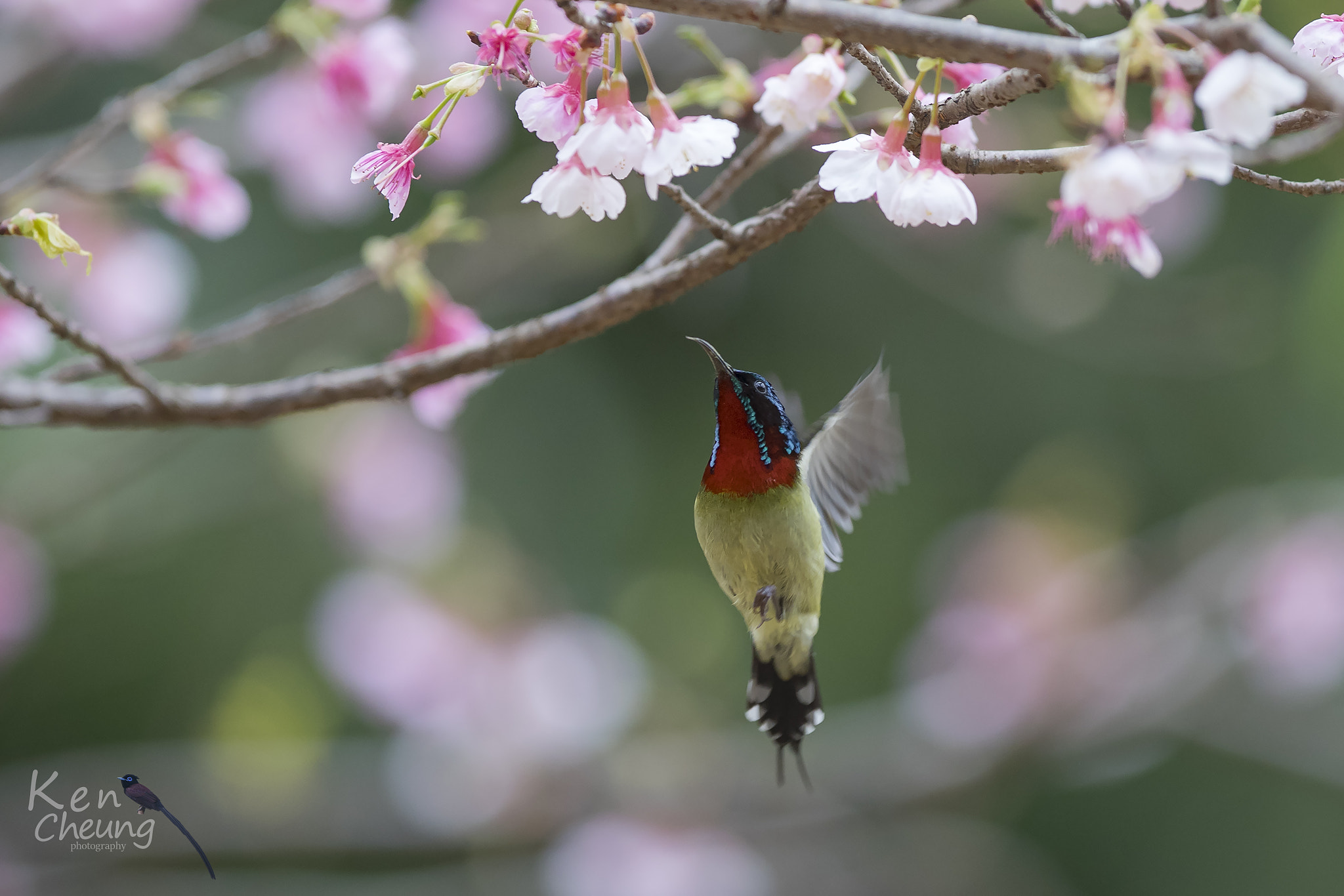 Canon EF 300mm F2.8L IS USM sample photo. Aethopyga christinae photography