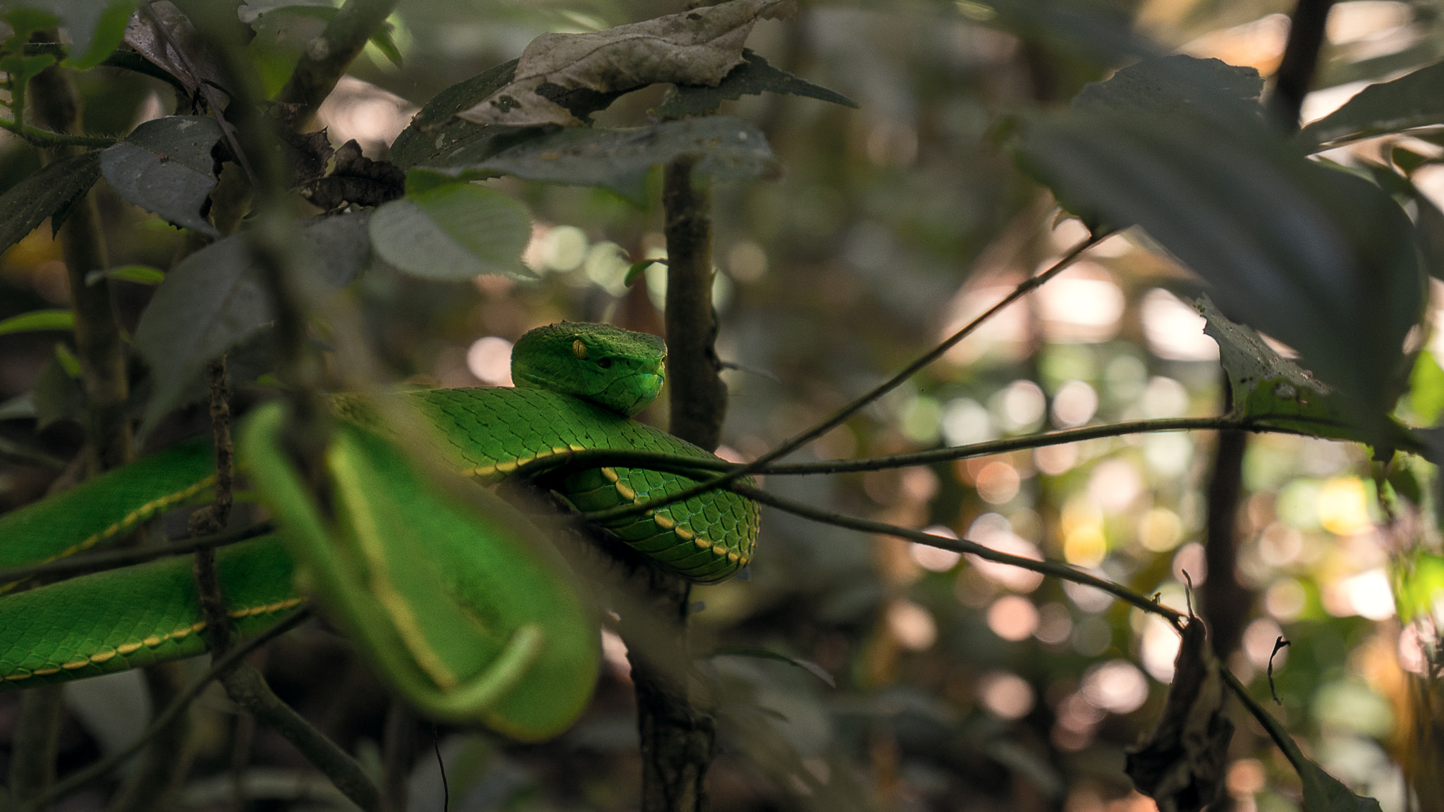 Panasonic Lumix G X Vario 12-35mm F2.8 ASPH Power OIS sample photo. Civil serpent photography