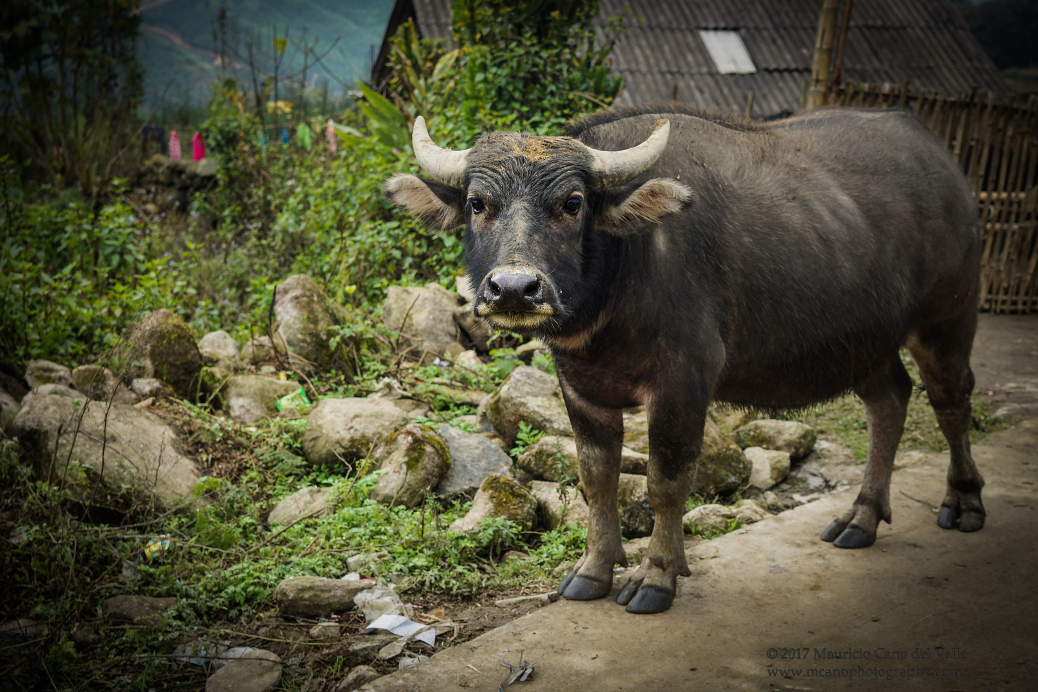 Sony a6000 + Sony Sonnar T* FE 35mm F2.8 ZA sample photo. Water buffalo, vietnam photography