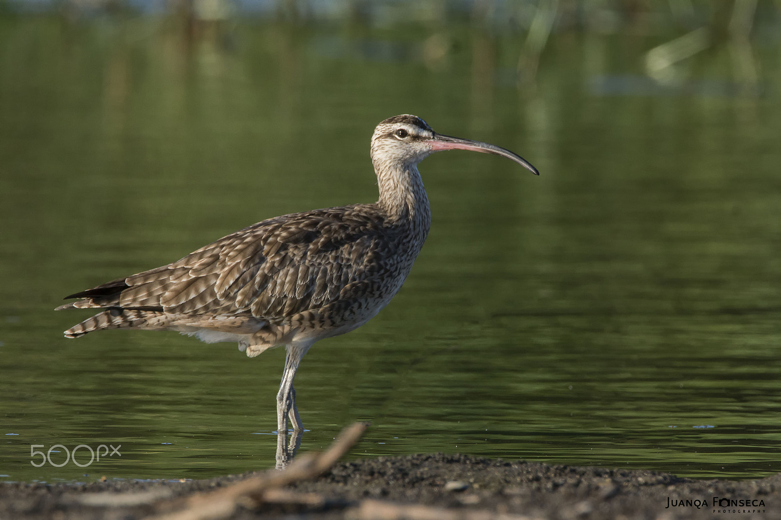 Tamron SP 150-600mm F5-6.3 Di VC USD sample photo. Whimbrel photography