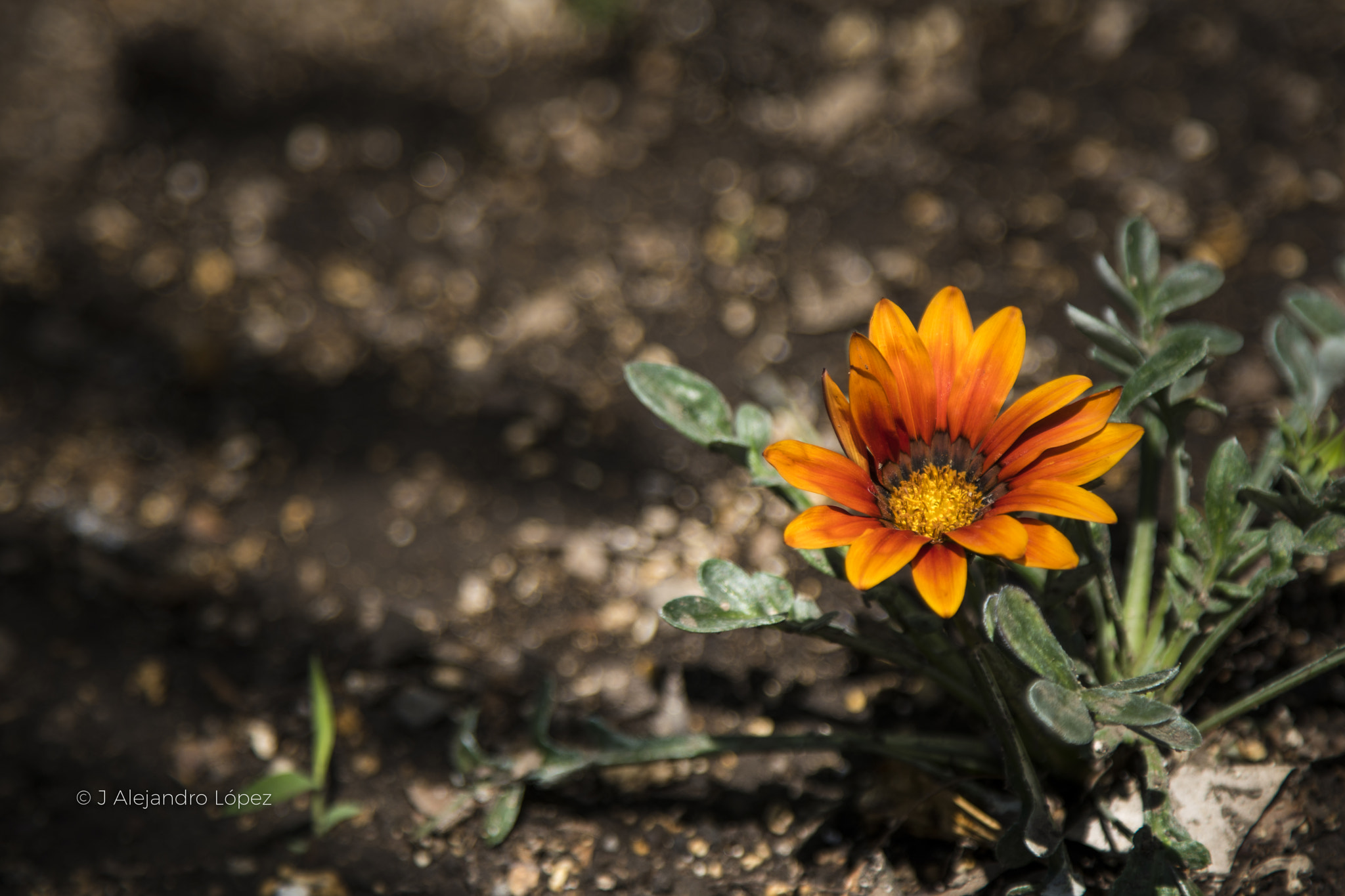 Sony a6300 + Canon EF 24-105mm F4L IS USM sample photo. Belleza natural 3-2 photography
