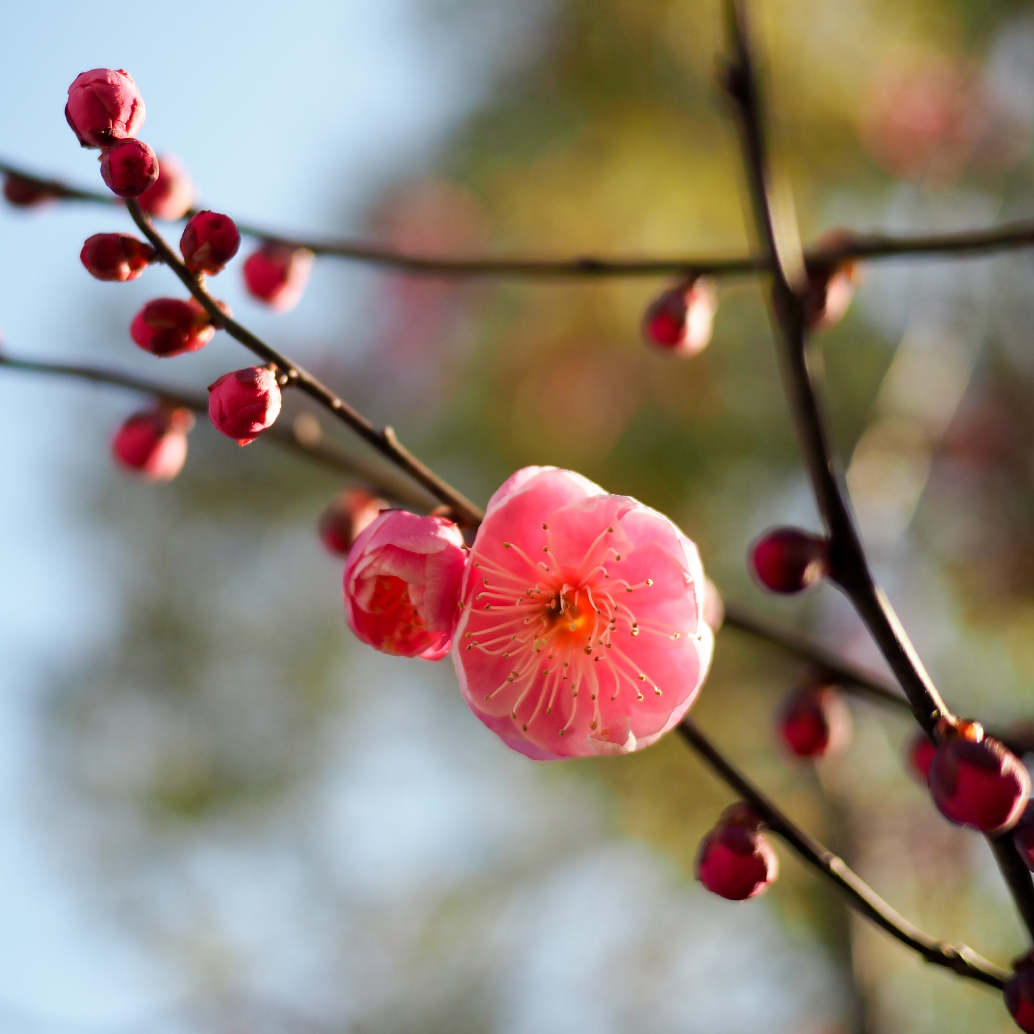 Olympus PEN E-PL7 + LUMIX G 20/F1.7 II sample photo. 20170430 photography