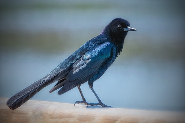 Nikon D500 + Sigma 50mm F2.8 EX DG Macro sample photo. Blackbird photography