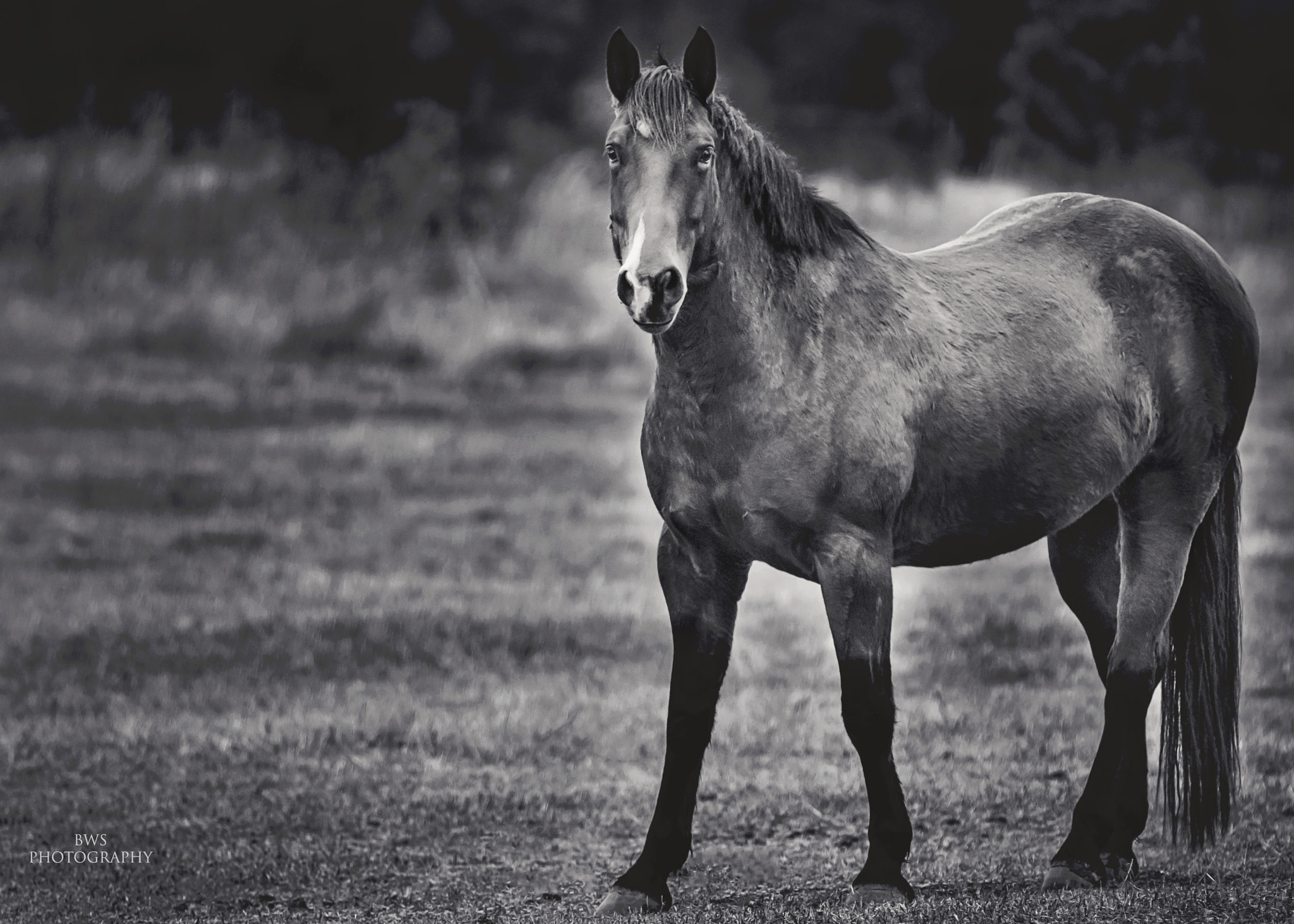 Canon EF 70-200mm F2.8L IS II USM sample photo. Dark horse... photography