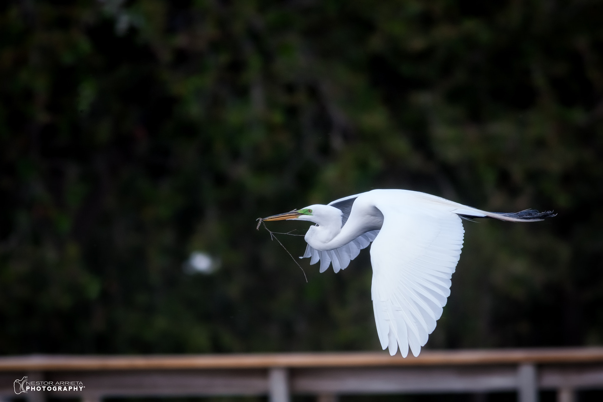 Canon EOS-1D Mark III sample photo. Great egretc photography