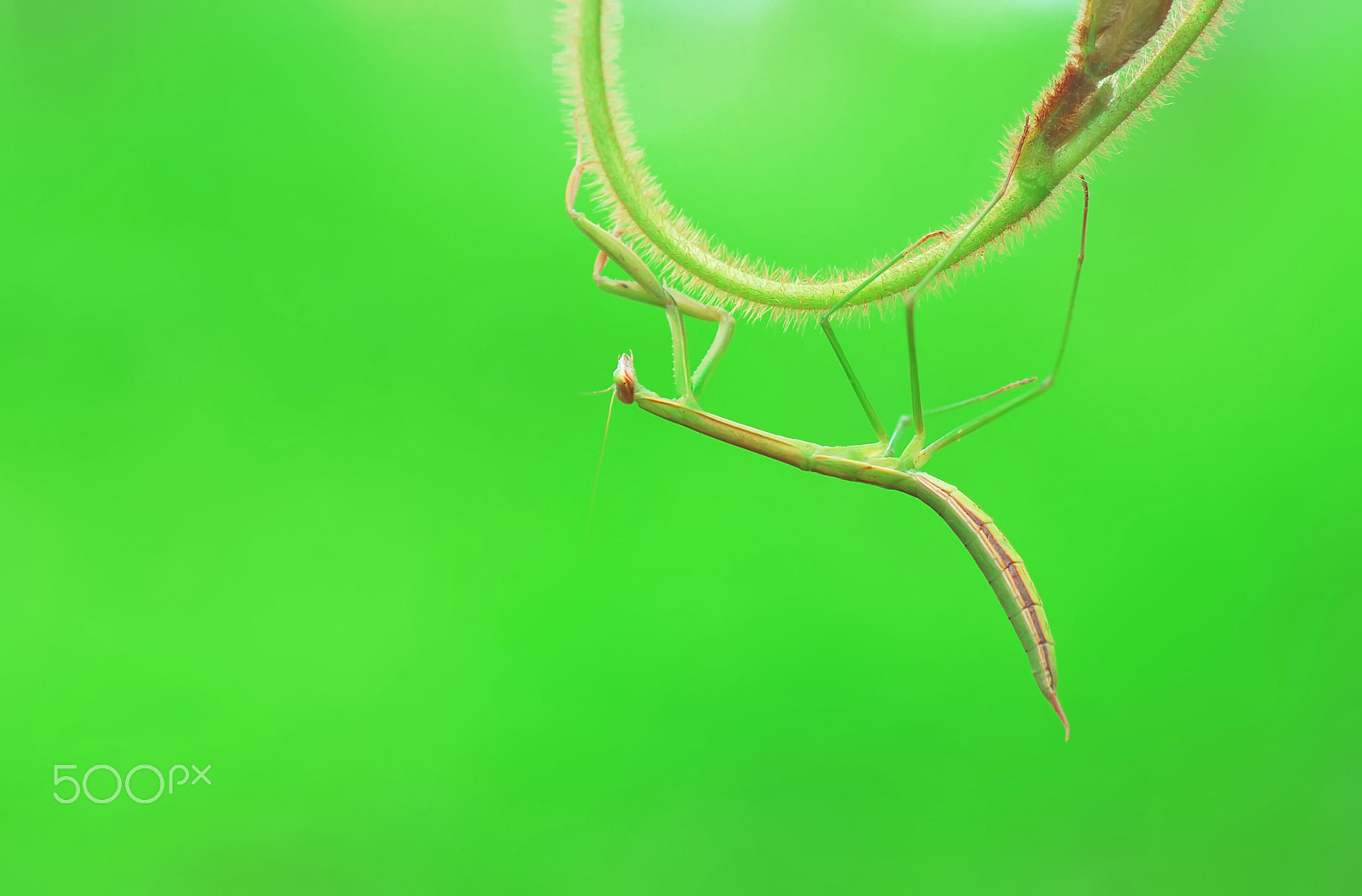 Nikon D60 sample photo. Praying mantis. photography