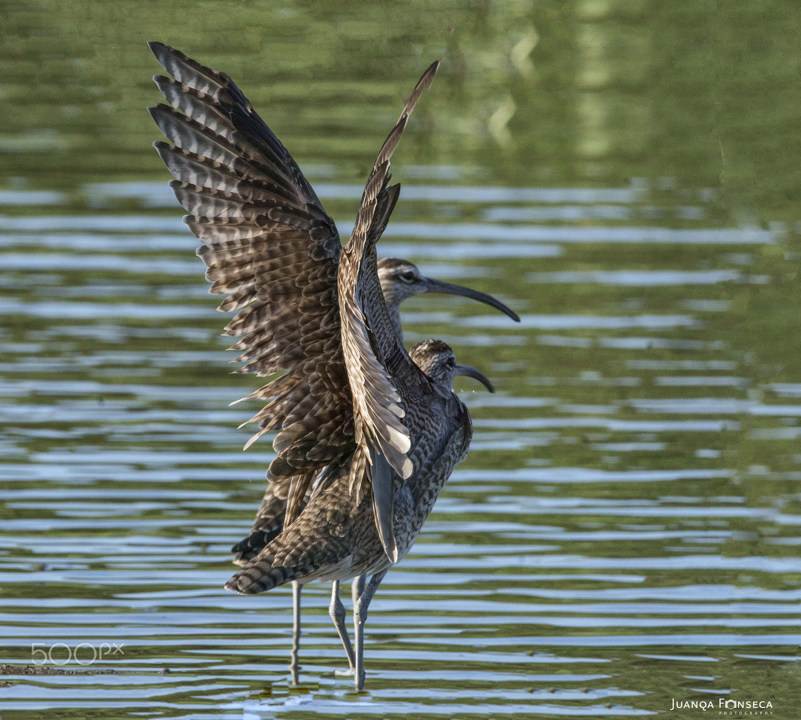 Tamron SP 150-600mm F5-6.3 Di VC USD sample photo. Whimbrel photography