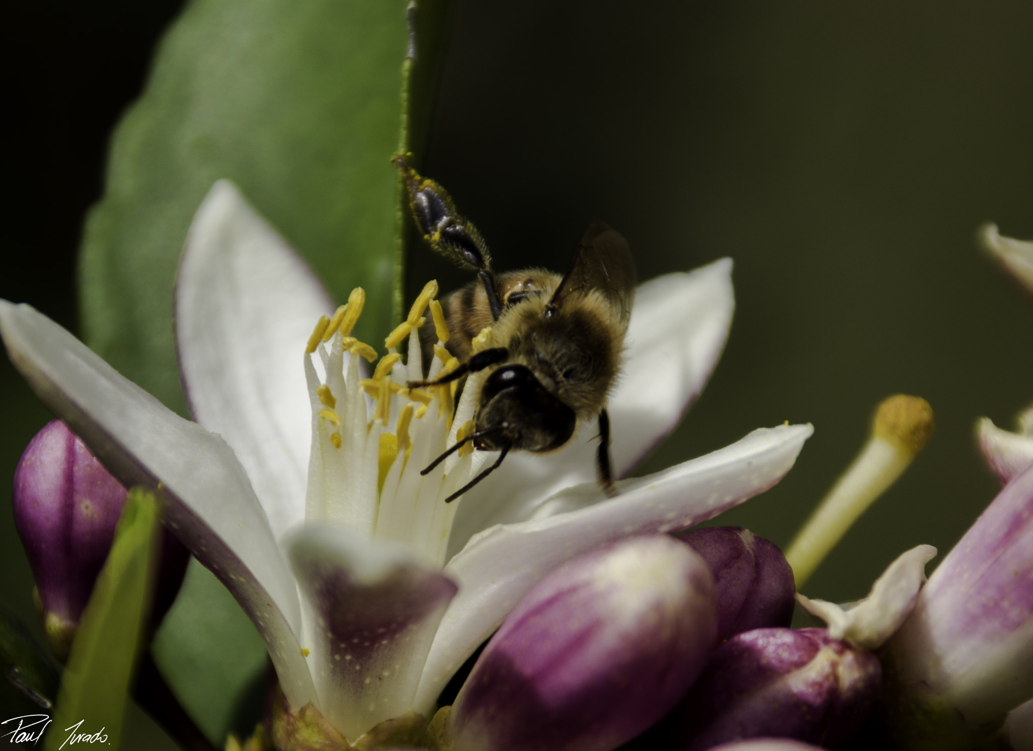 Sigma 18-250mm F3.5-6.3 DC Macro OS HSM sample photo. Bee photography