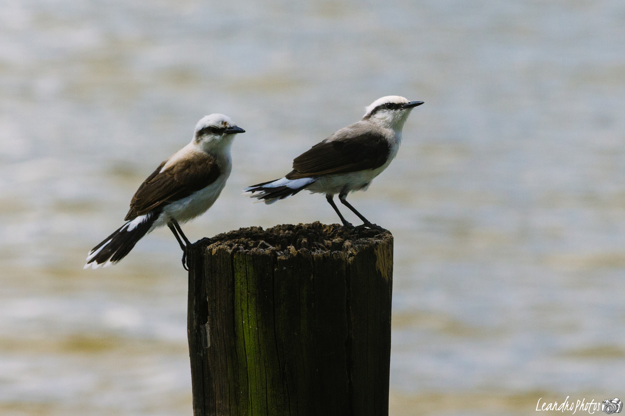 Canon EF 70-300mm F4-5.6 IS USM sample photo. Bird photography