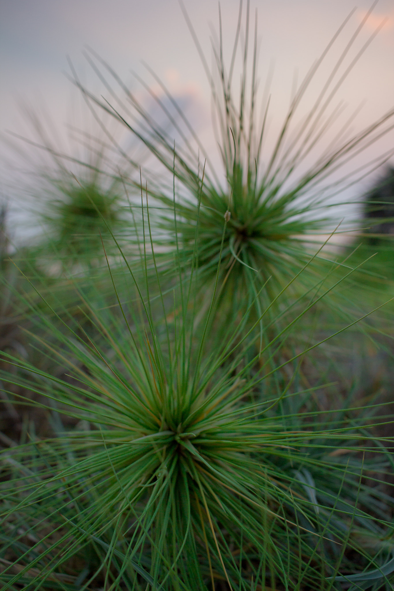 Canon EF-S 24mm F2.8 STM sample photo. Needles photography