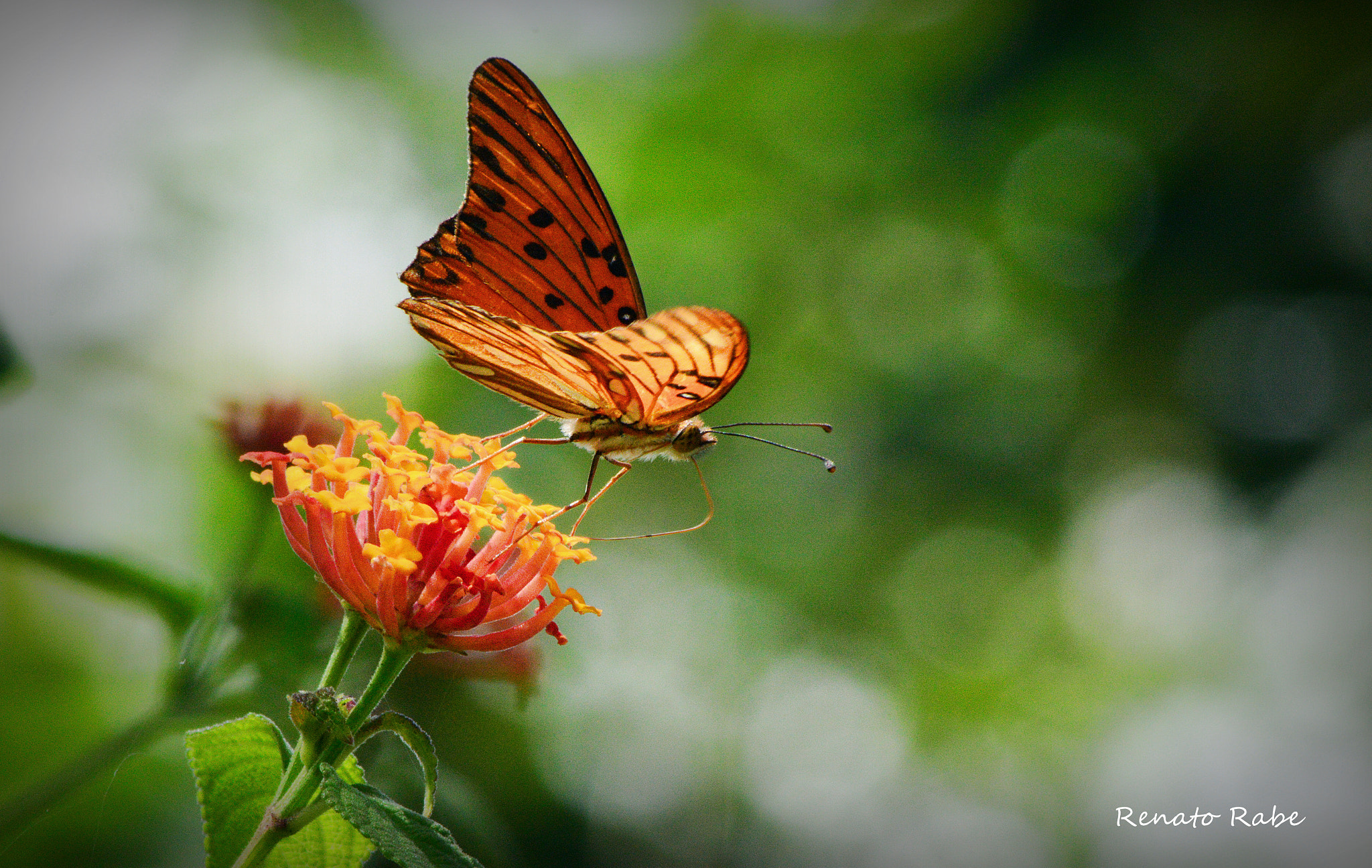 Nikon AF Nikkor 70-300mm F4-5.6G sample photo. Rab photography