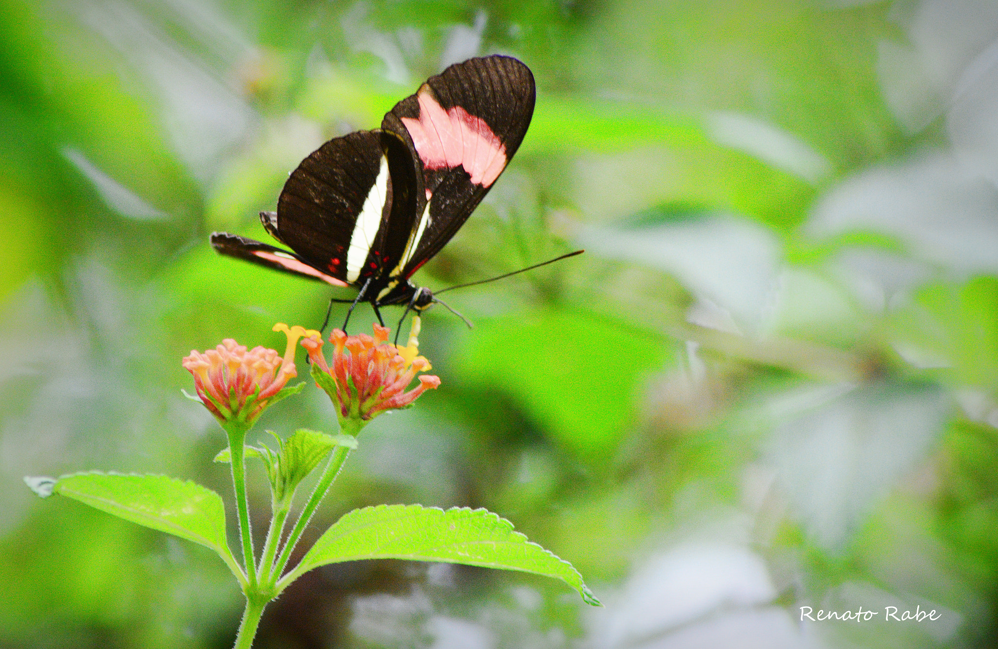 Nikon AF Nikkor 70-300mm F4-5.6G sample photo. Rab photography
