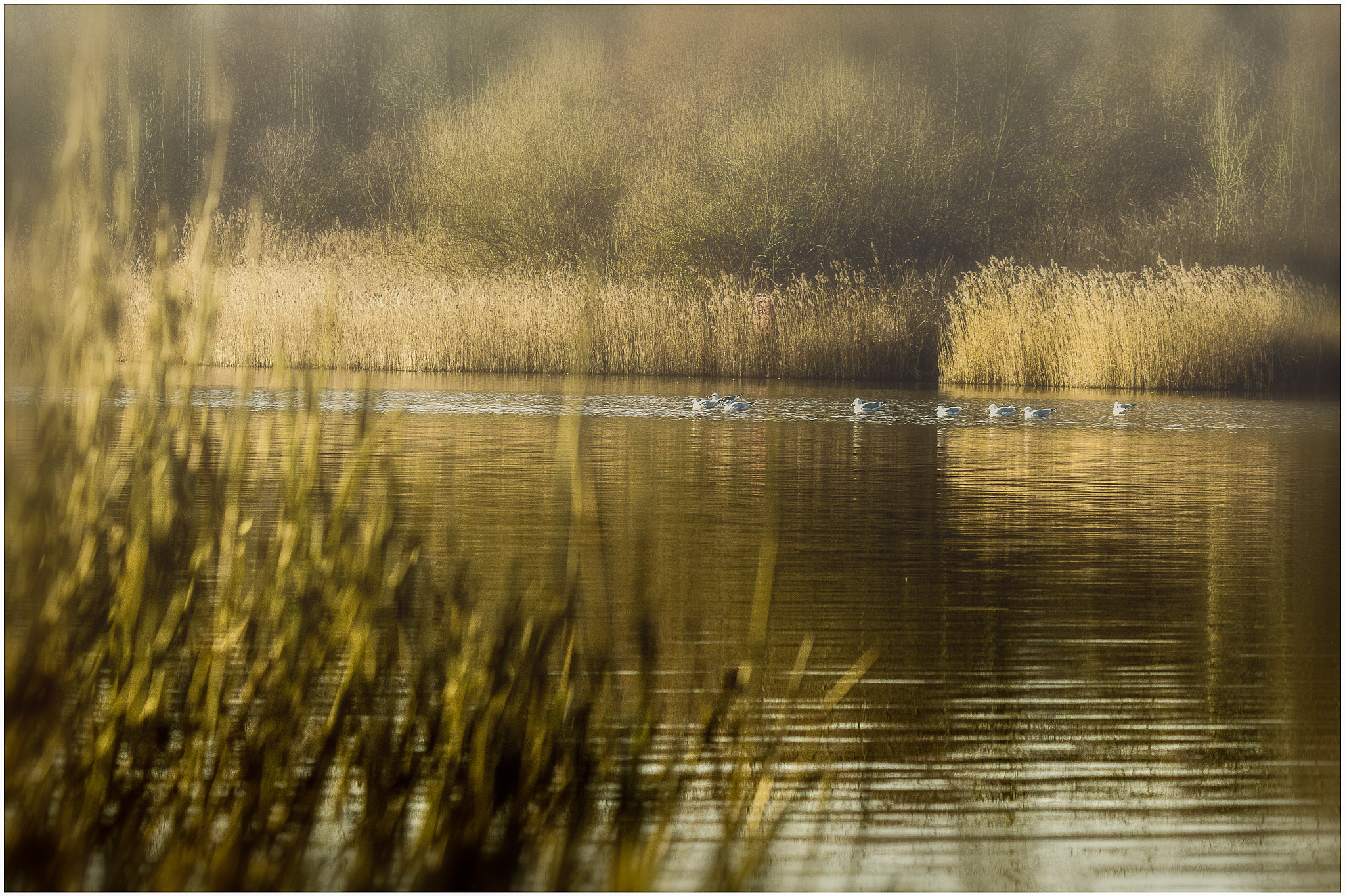 Canon EF 70-200mm F2.8L IS USM sample photo. Pond life photography