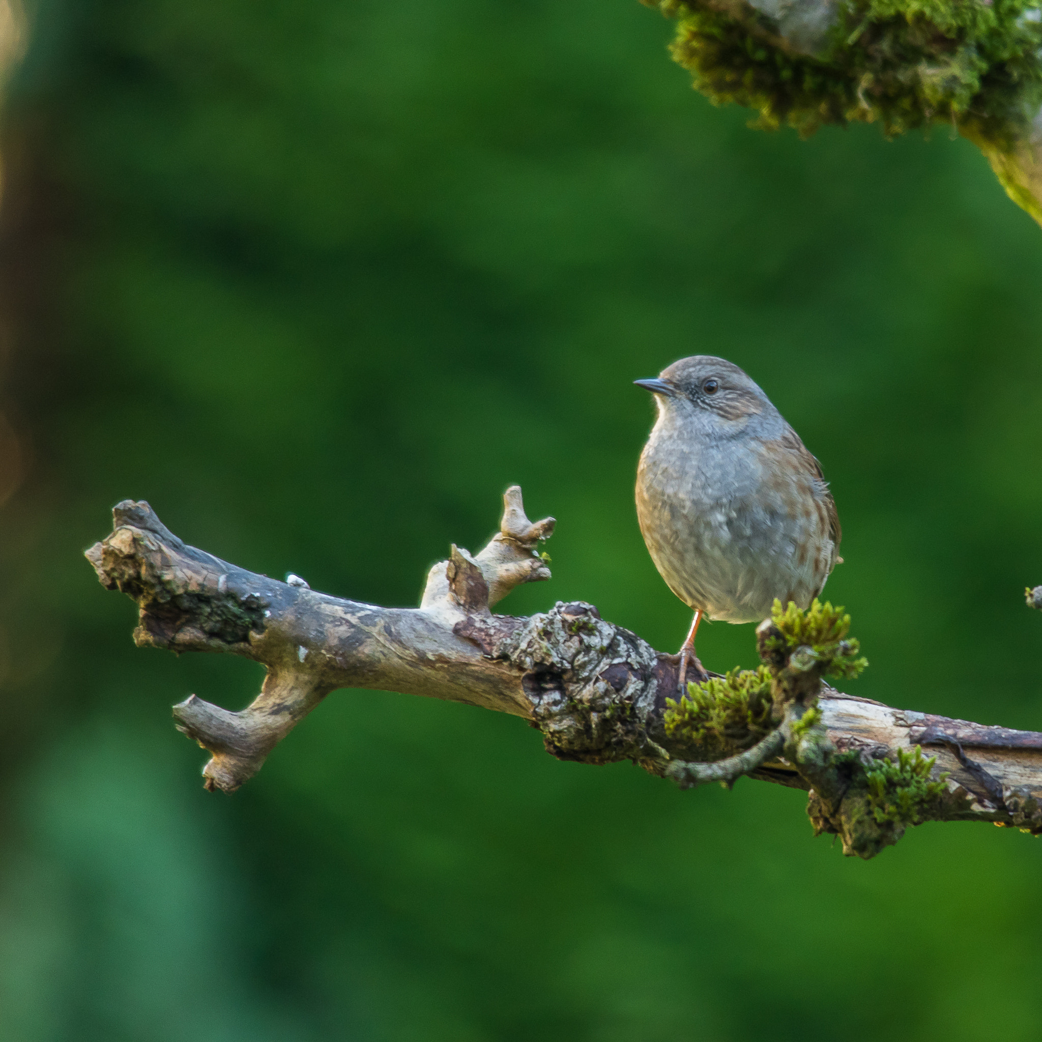 Sigma 150-500mm F5-6.3 DG OS HSM sample photo. Dunnock on a twig photography