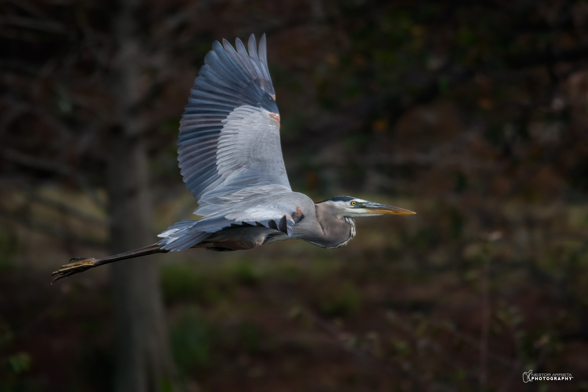 Canon EOS-1D Mark III + Canon EF 400mm F5.6L USM sample photo. Great blue heronc photography