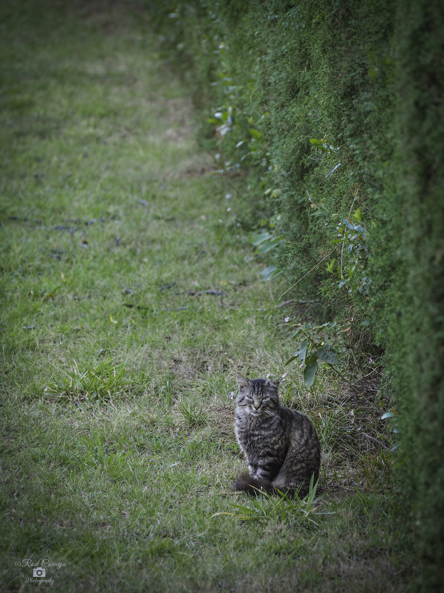 Olympus Zuiko Digital ED 70-300mm F4.0-5.6 sample photo. Kitty... photography