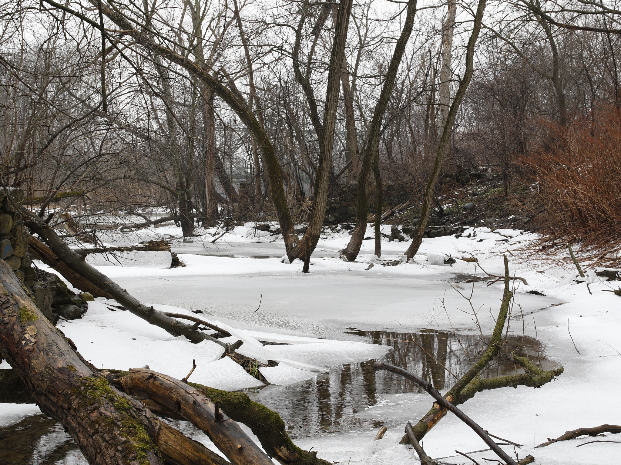 Canon EOS 7D Mark II sample photo. Wooded winter wonderland photography