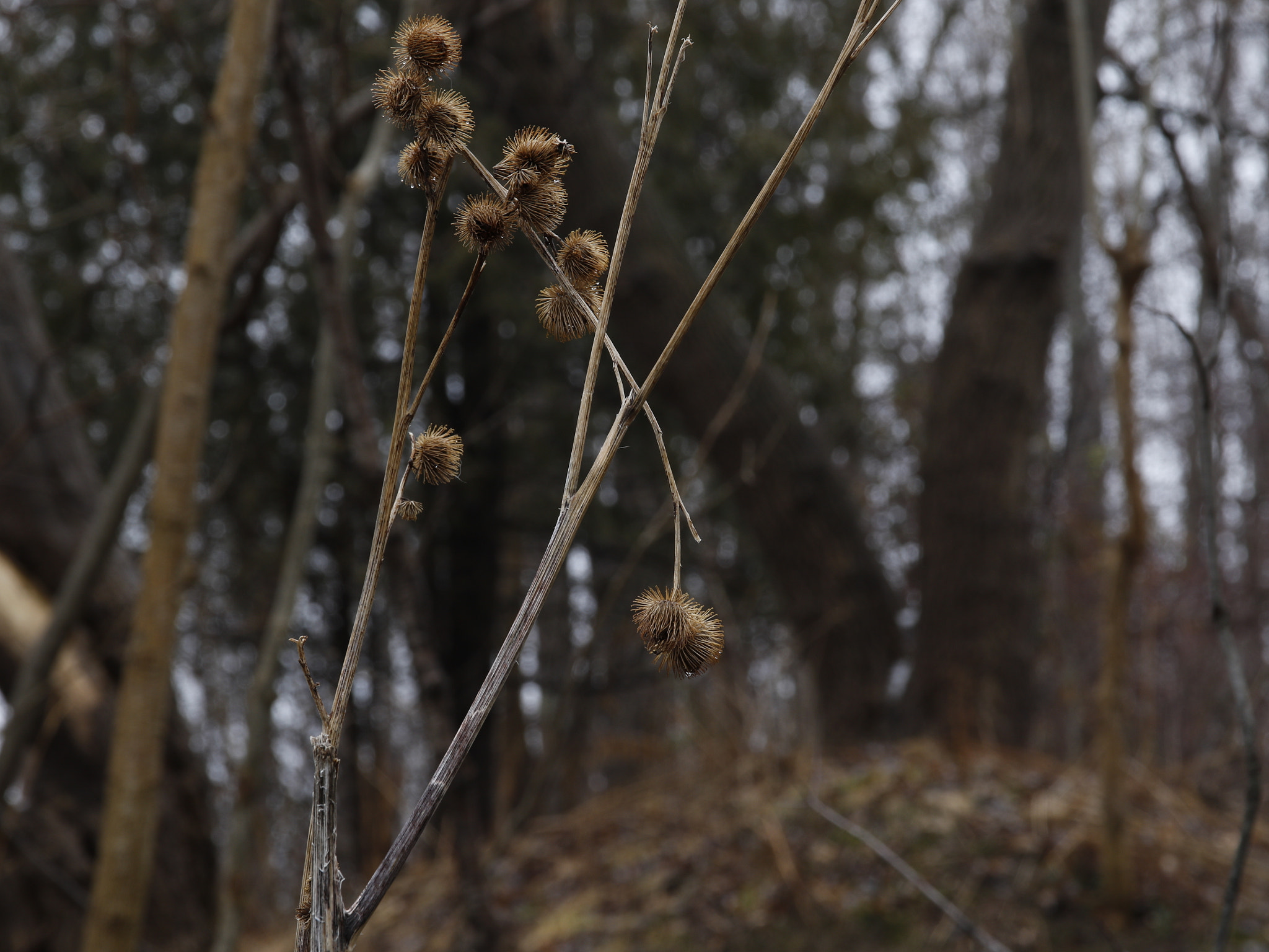 Sigma 17-70mm F2.8-4 DC Macro OS HSM sample photo. Burrs photography