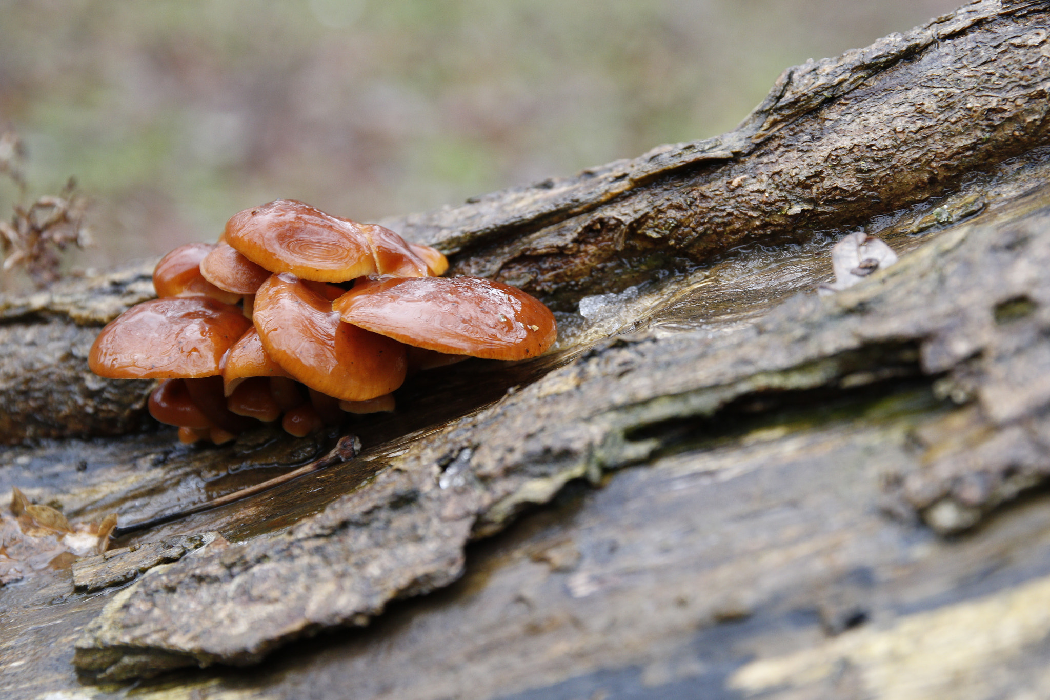 Sigma 17-70mm F2.8-4 DC Macro OS HSM sample photo. Some gross fungus on a downed tree photography