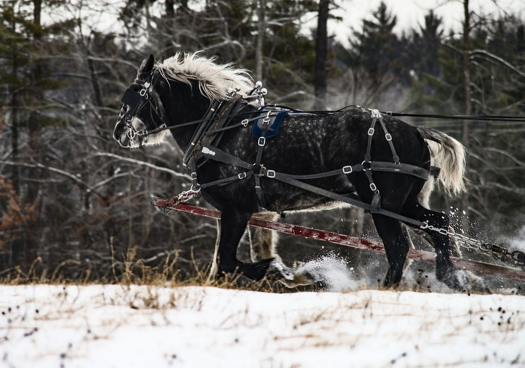 Nikon D800 sample photo. Power photography