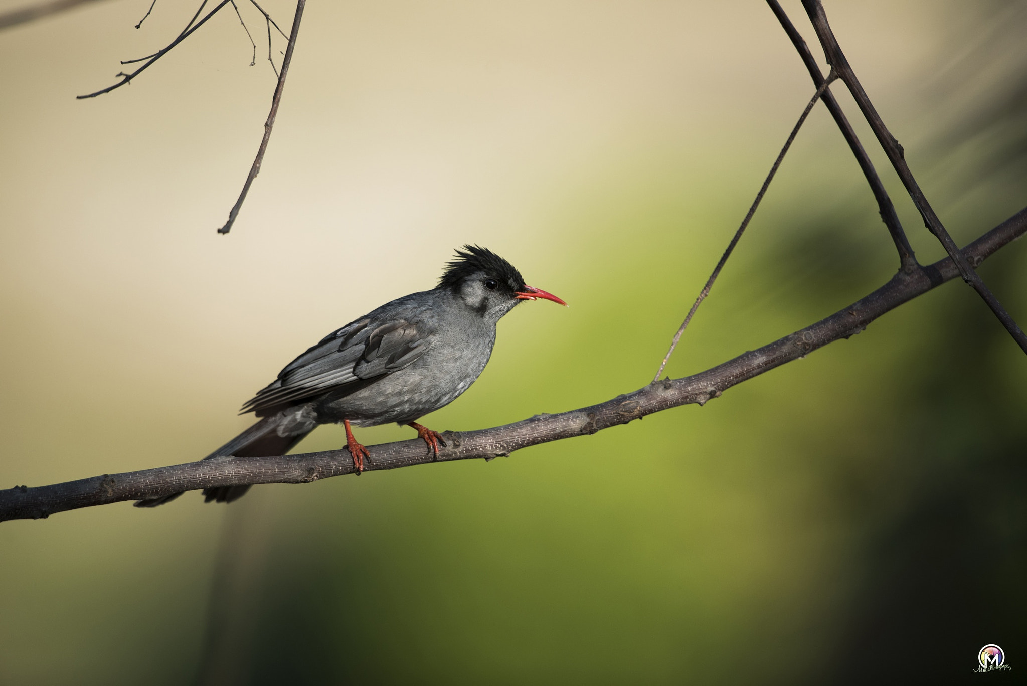 Nikon D750 + Nikon AF-S Nikkor 600mm F4G ED VR sample photo. Black bulbul and broken beak photography