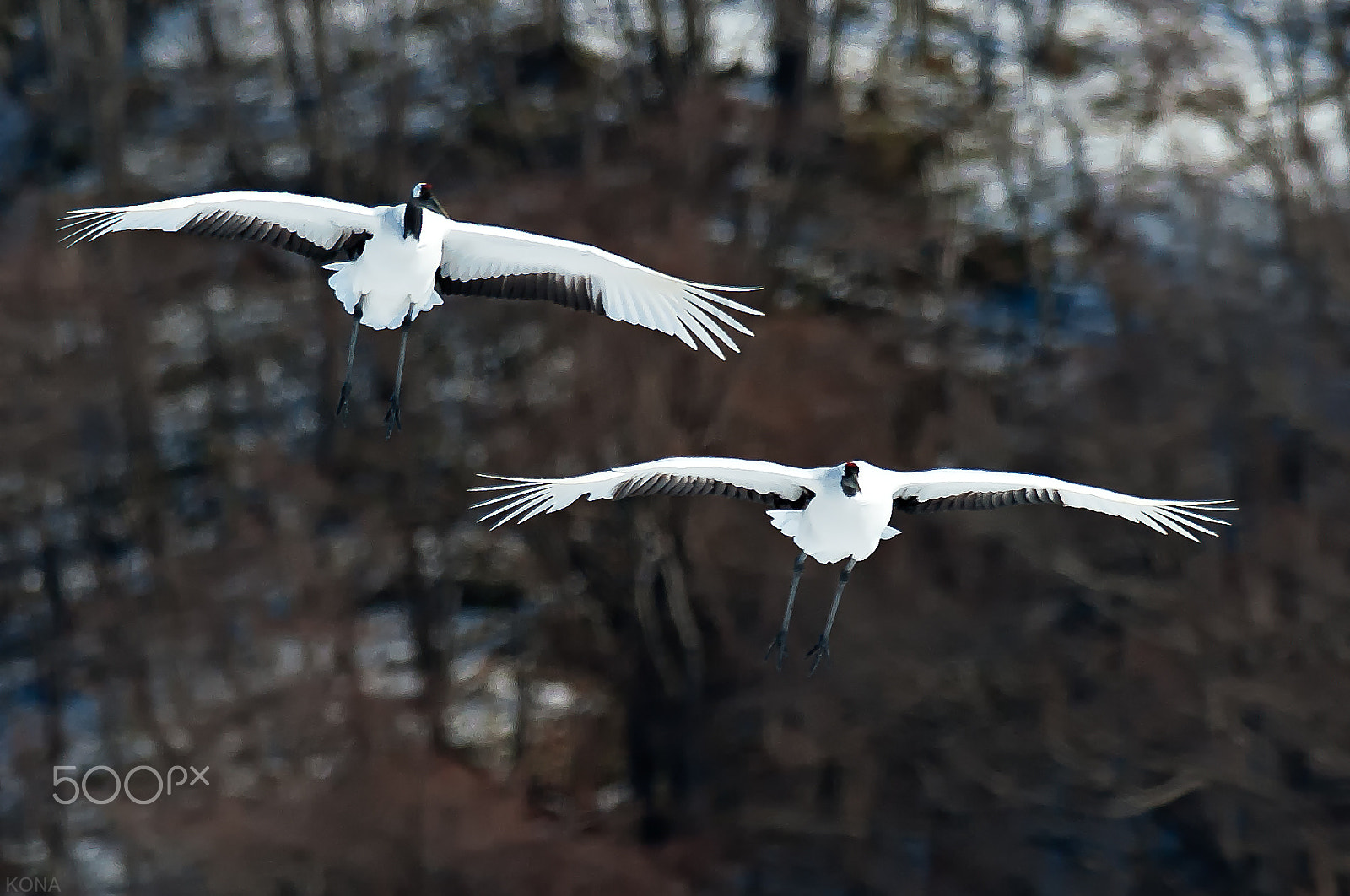 Nikon AF-S Nikkor 400mm F2.8G ED VR II sample photo. Tantyou photography