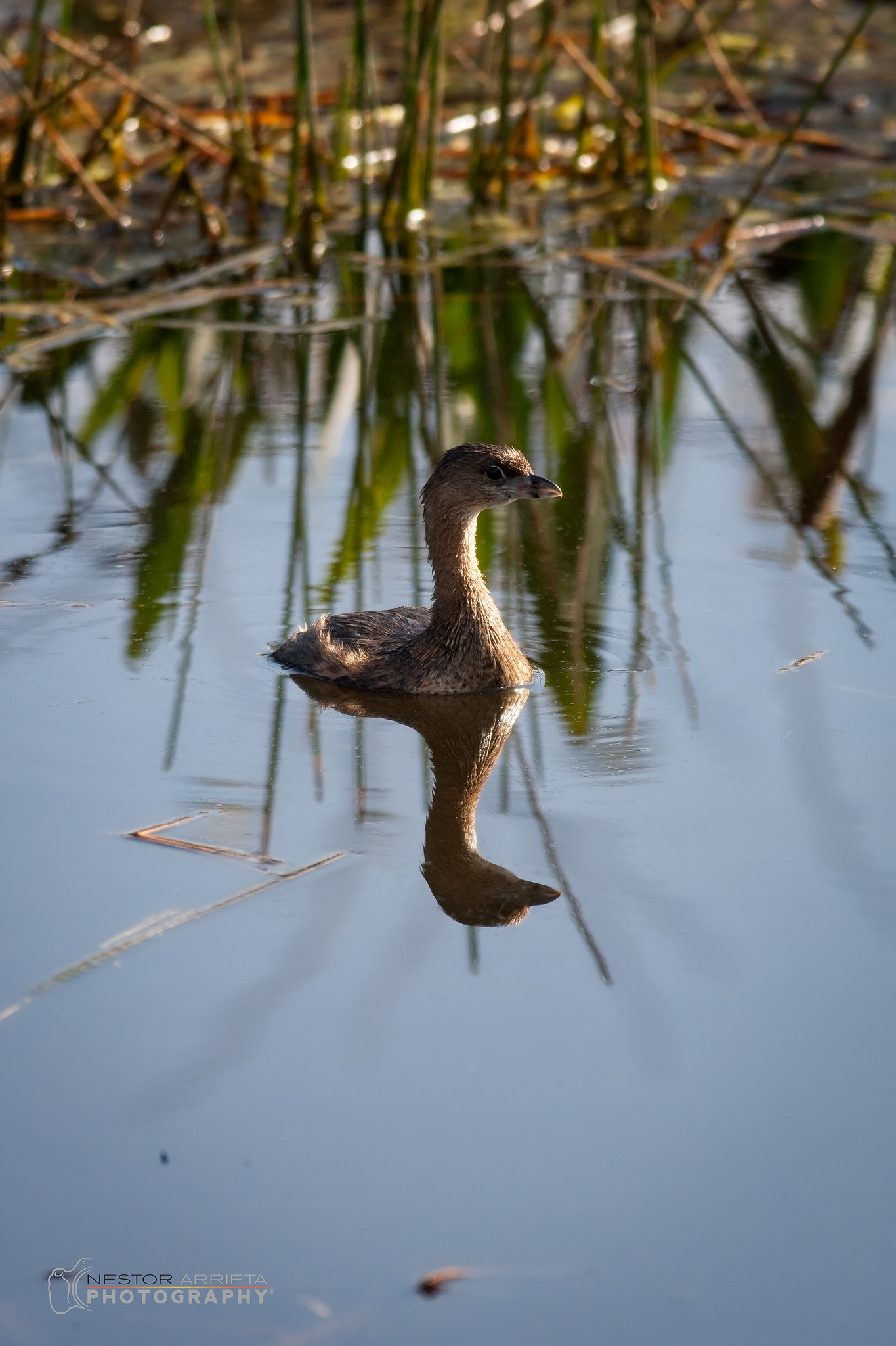 Canon EOS-1D Mark III + Canon EF 400mm F5.6L USM sample photo. Pied billed grebe photography