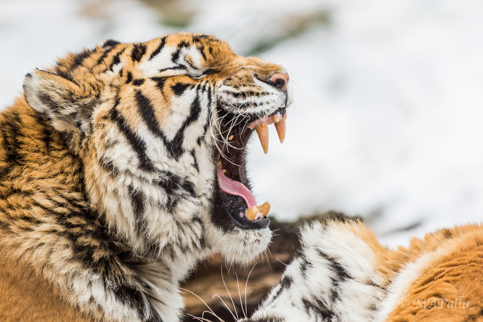 Nikon D7200 sample photo. Tiger in a zoo in winter photography
