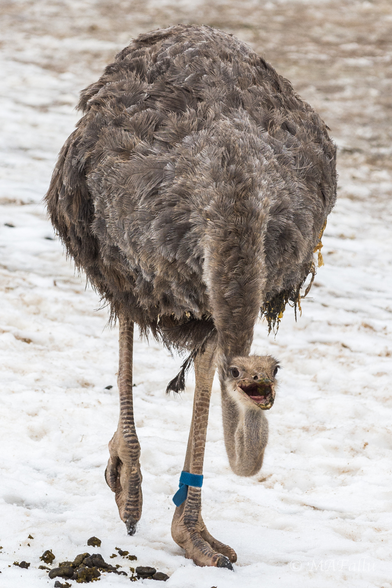 Nikon D7200 + Nikon AF-S Nikkor 70-200mm F2.8G ED VR sample photo. Ostrich in a zoo in winter photography