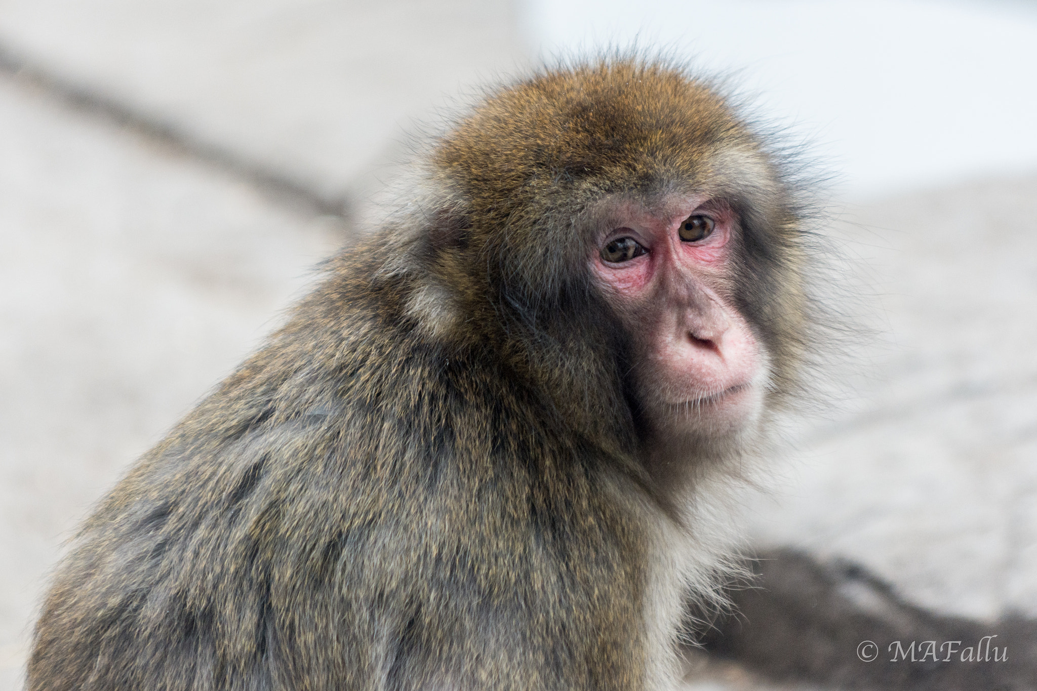 Nikon D7200 + Nikon AF-S Nikkor 70-200mm F2.8G ED VR sample photo. Macaque in a zoo in winter photography