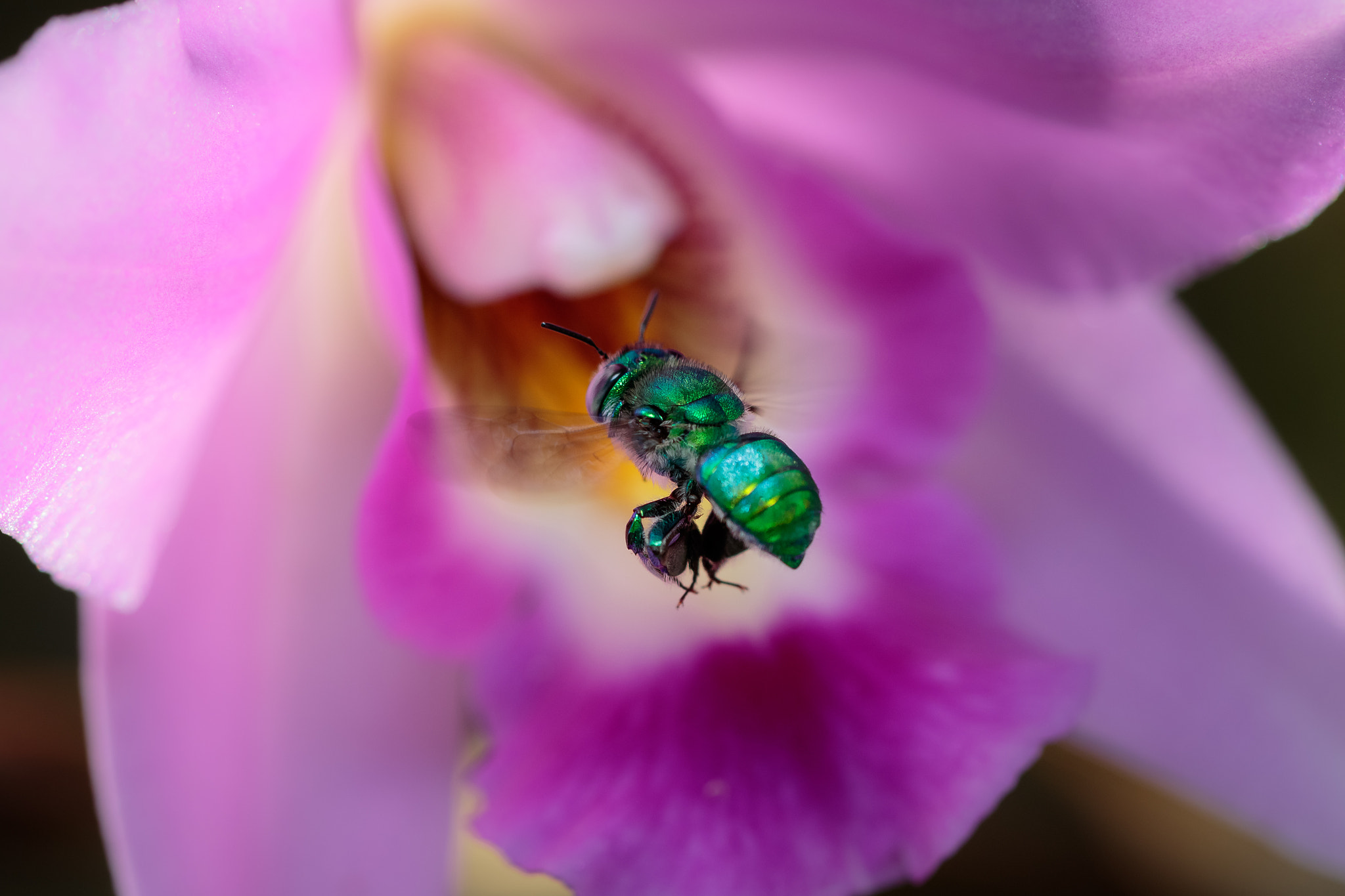Canon EOS 7D Mark II sample photo. Green orchid bee photography