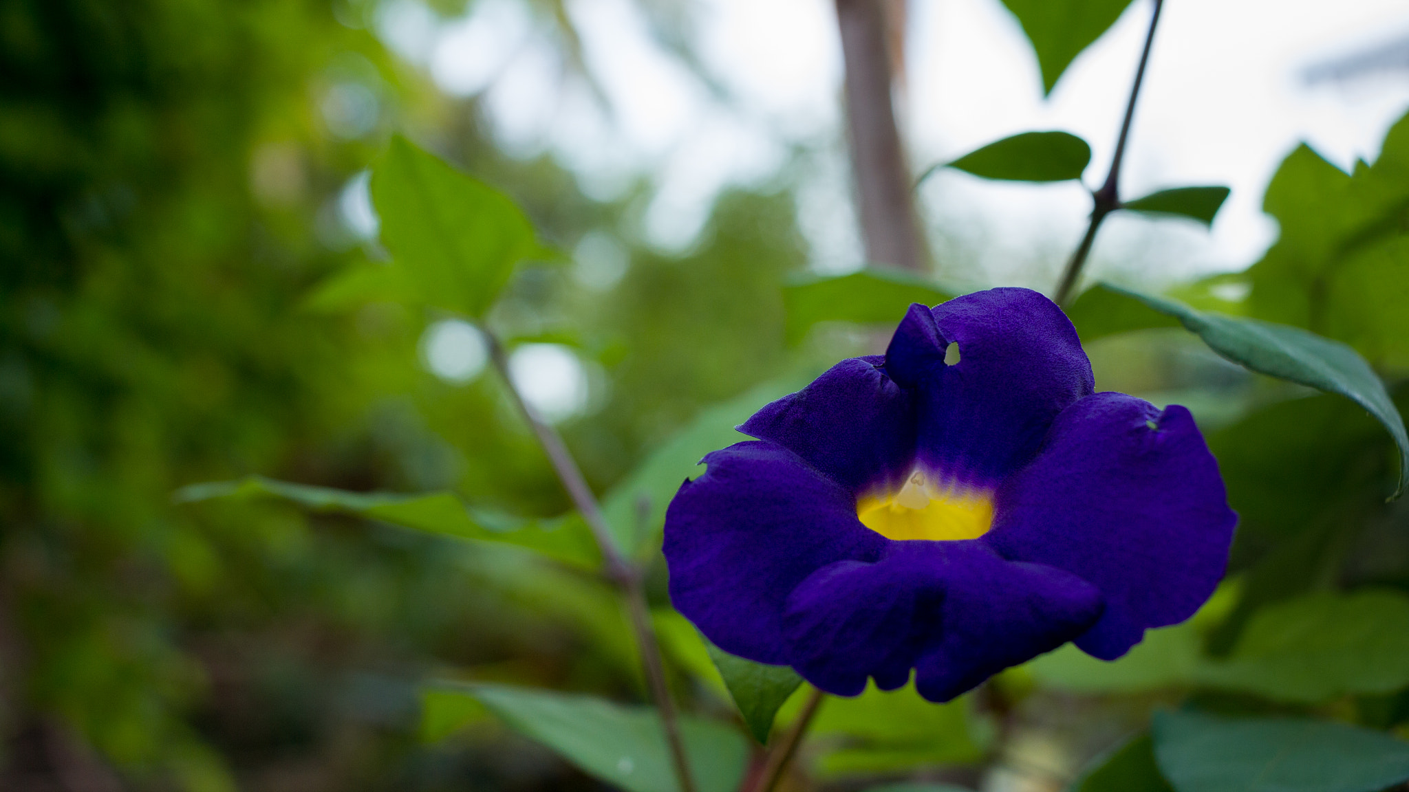 Canon EF-S 24mm F2.8 STM sample photo. Am i purple or blue? photography