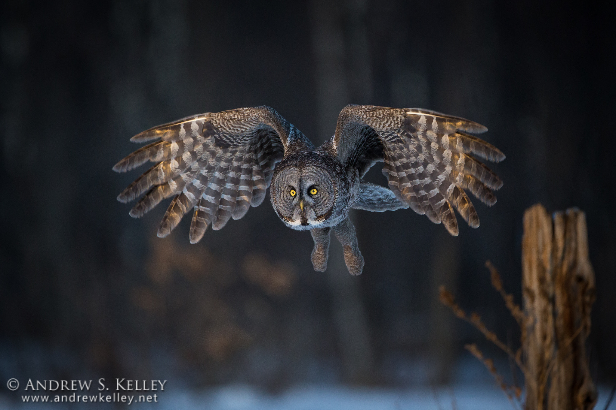Canon EOS-1D X + Canon EF 500mm F4L IS USM sample photo. Great gray owl photography