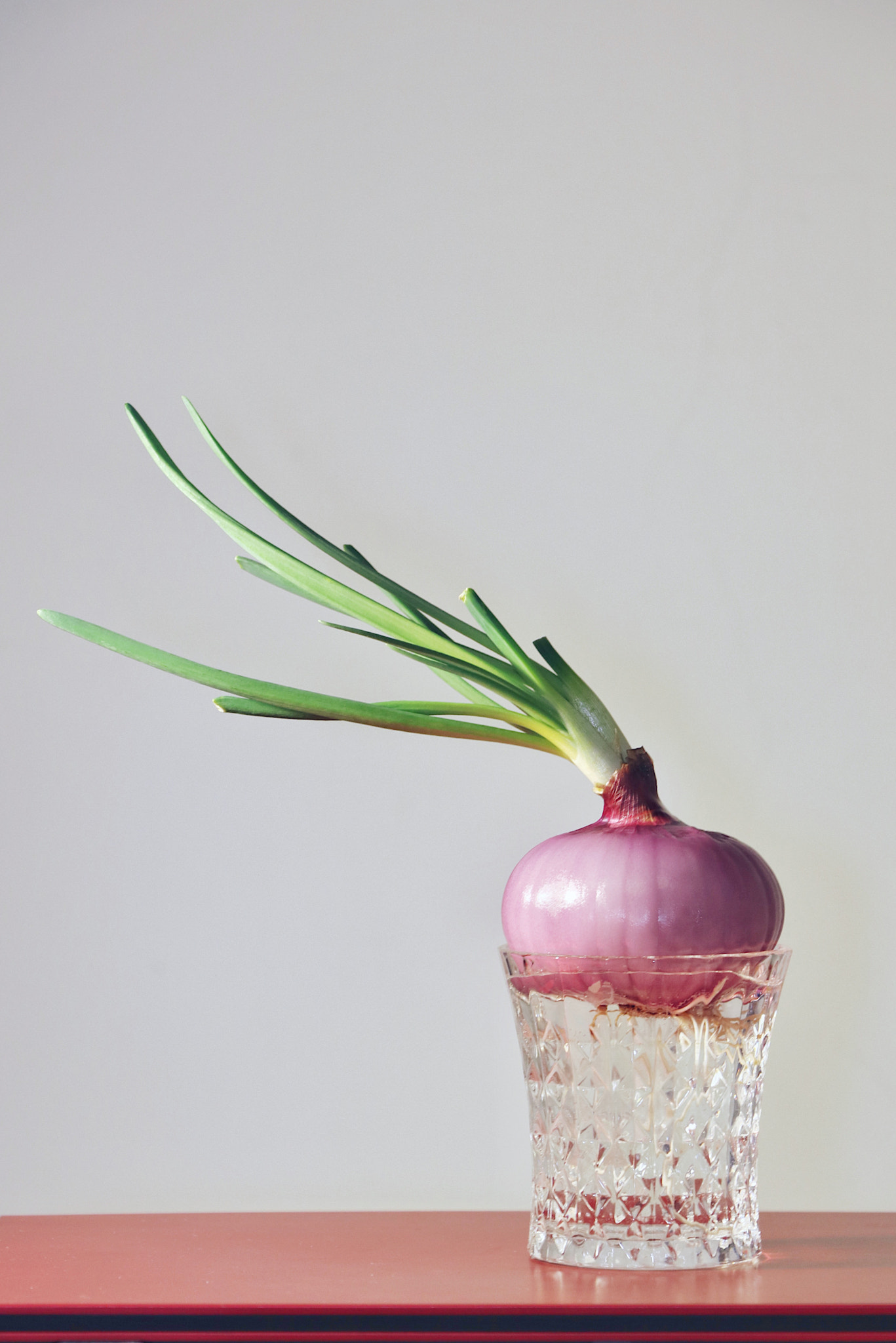 Canon EF-S 18-135mm F3.5-5.6 IS USM sample photo. The colorful spring is coming, how about changing  my hair to the onion-style? photography