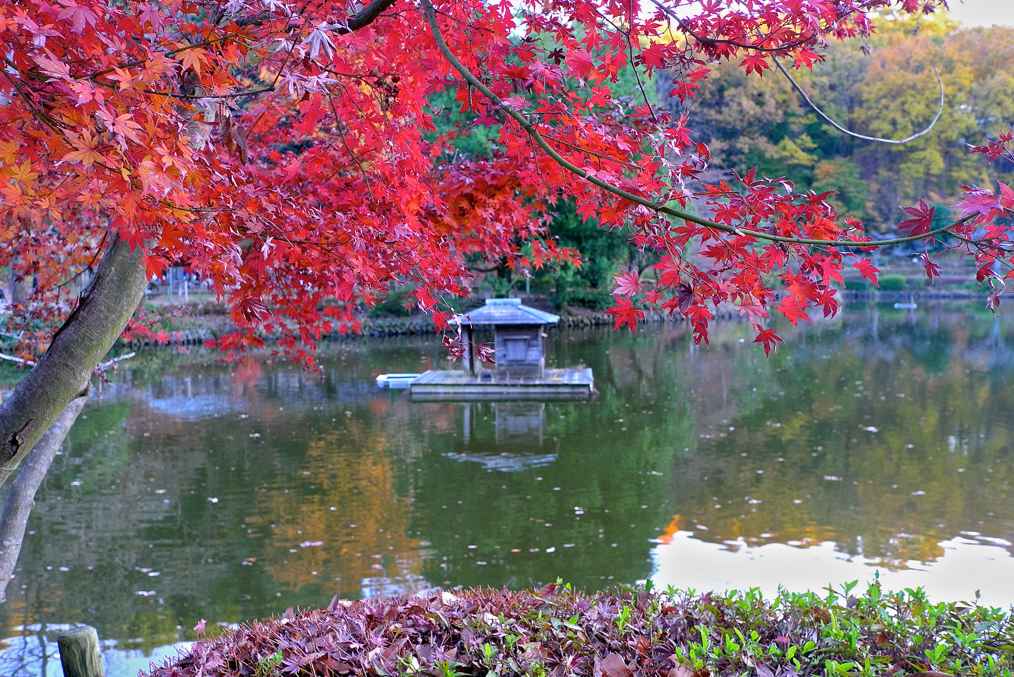 Leica X1 sample photo. Last autumn photography
