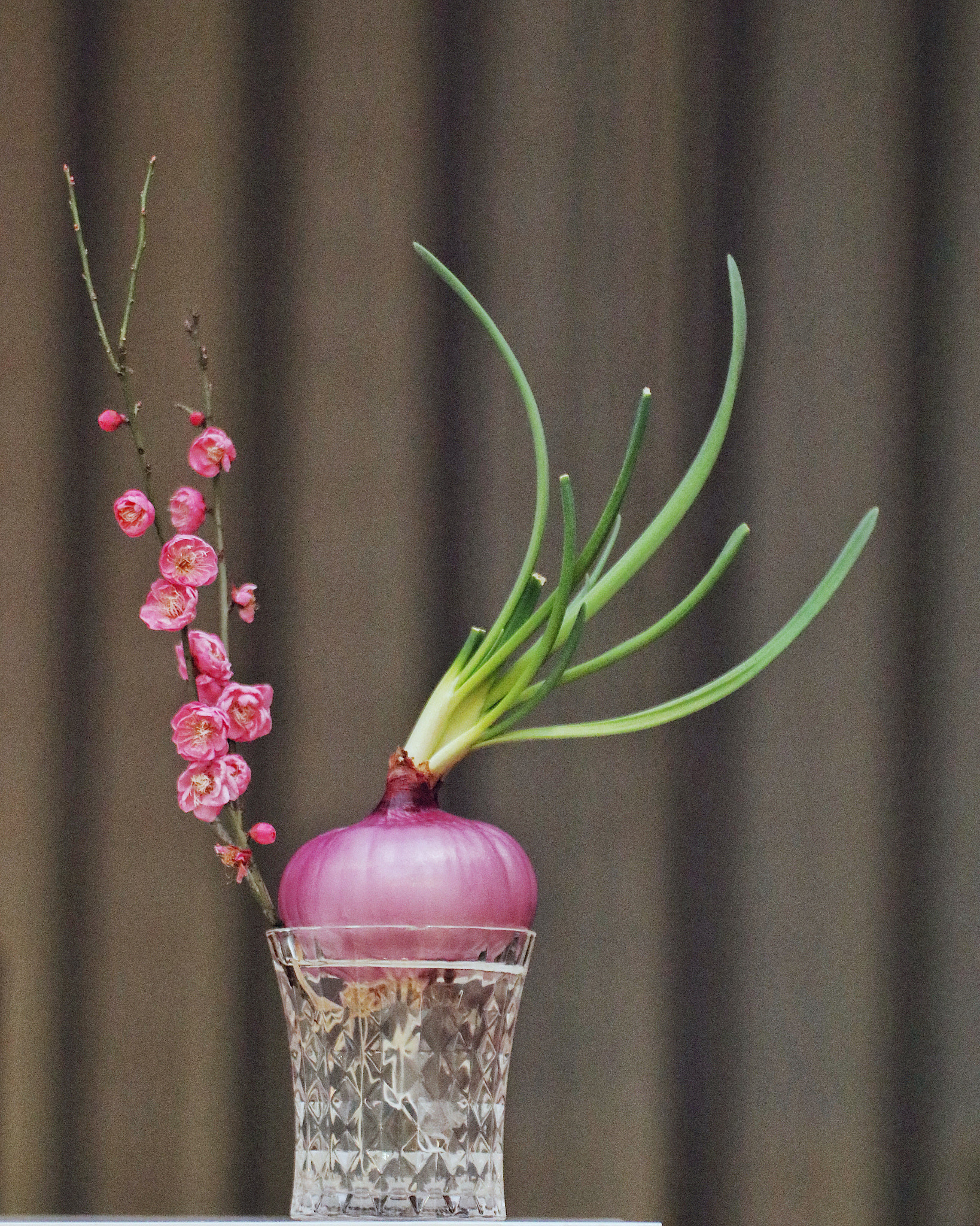 Canon EOS 80D + Canon 70-300mm sample photo. The colorful spring is coming, how about changing  my hair to the onion-style? photography