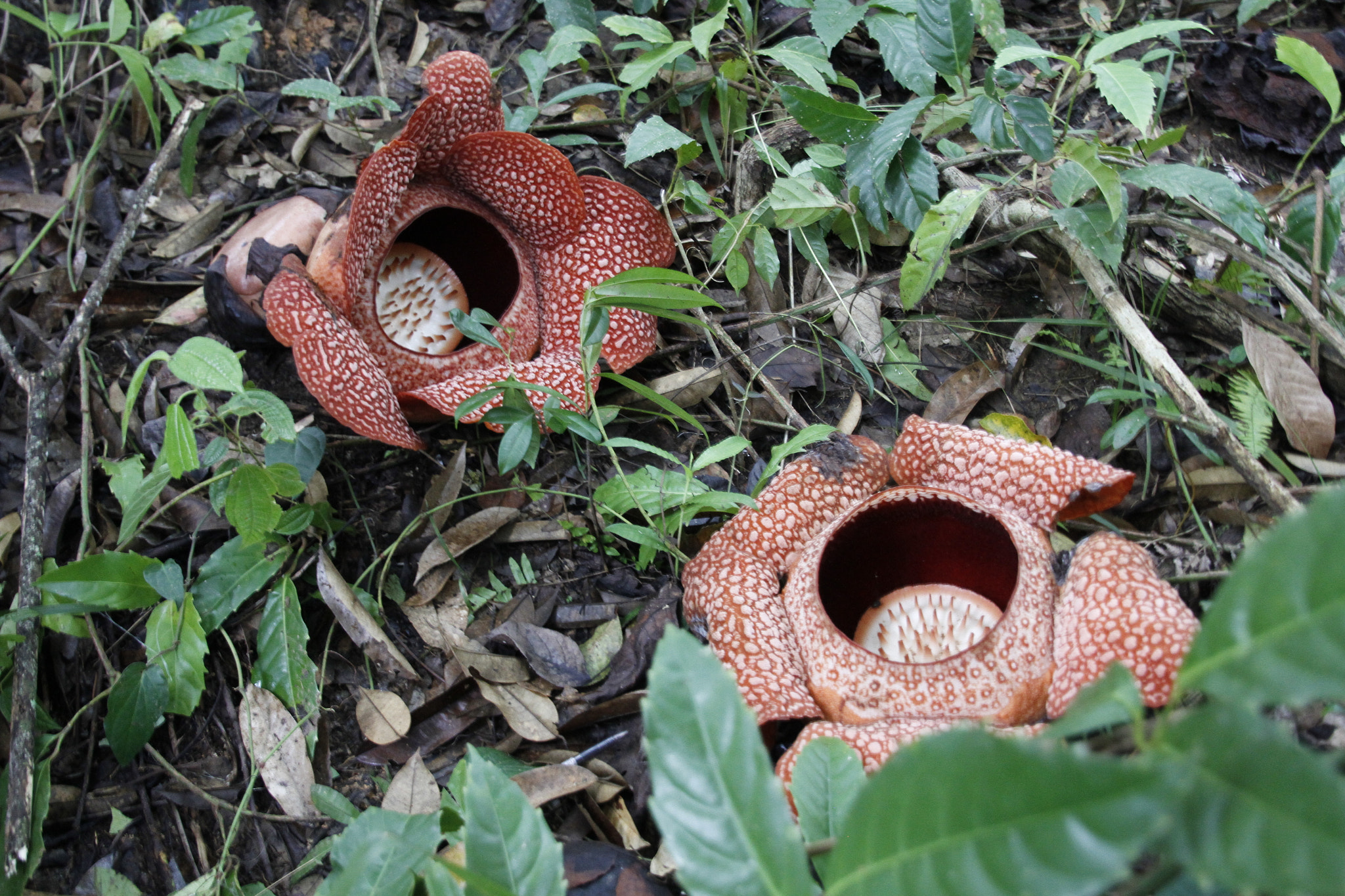 Canon EOS 7D + Tamron 16-300mm F3.5-6.3 Di II VC PZD Macro sample photo. Giant flower couple photography