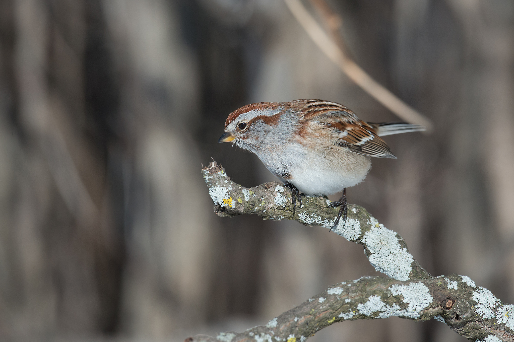 Nikon D4 + Nikon AF-S Nikkor 800mm F5.6E FL ED VR sample photo. Bruant hudsonien, spizella arborea, american sparrow photography