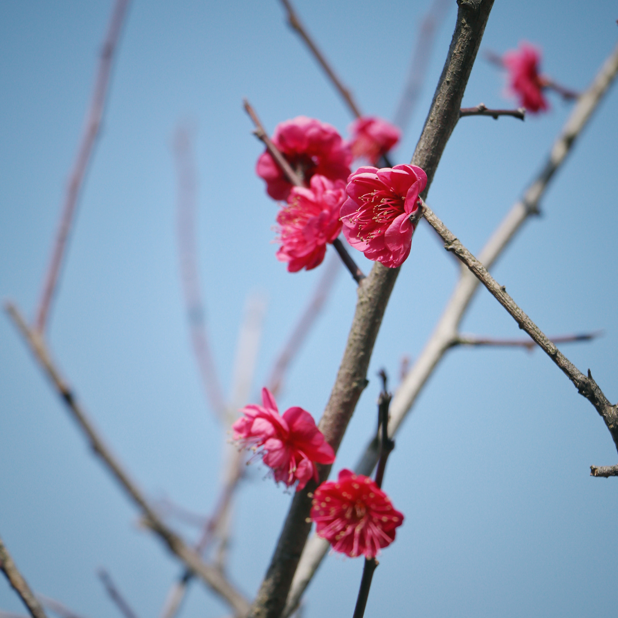 Canon EF-S 18-135mm F3.5-5.6 IS USM sample photo. Shining in the spring sky i photography