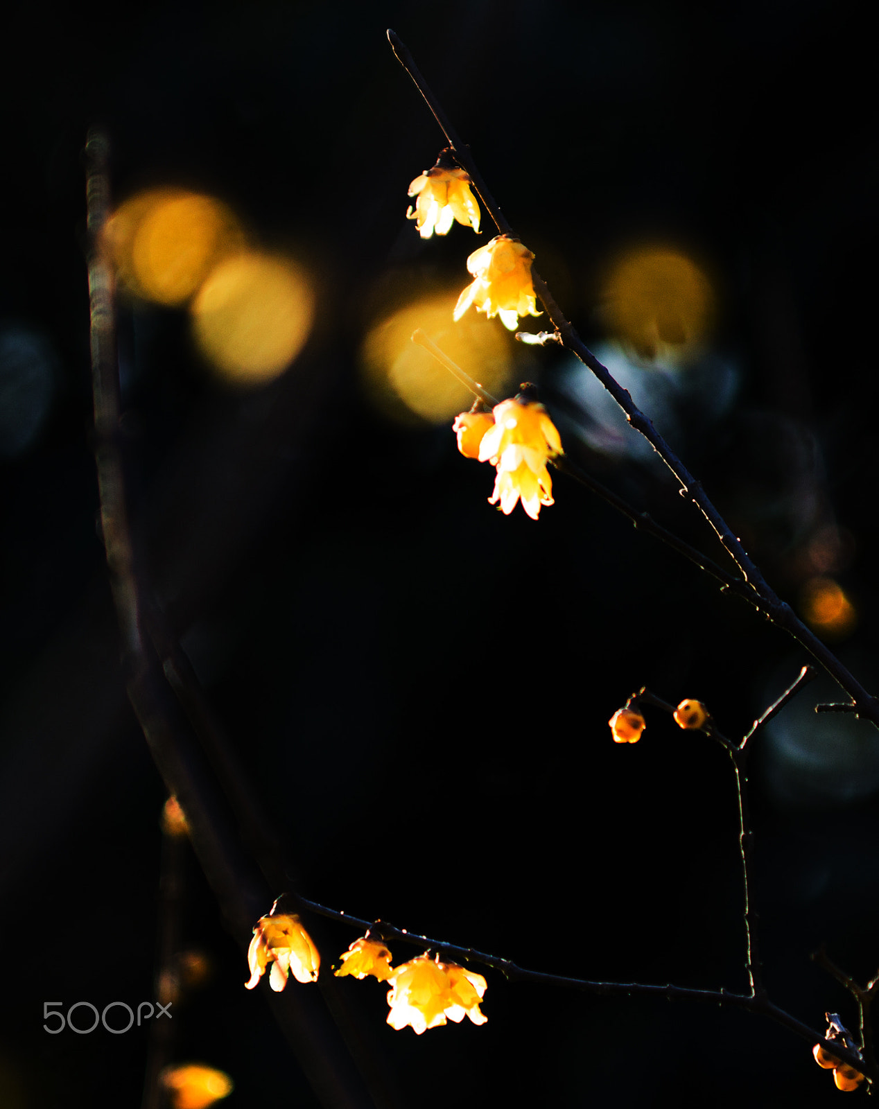 Sony 70-200mm F2.8 G SSM II sample photo. Chimonanthus praecox photography