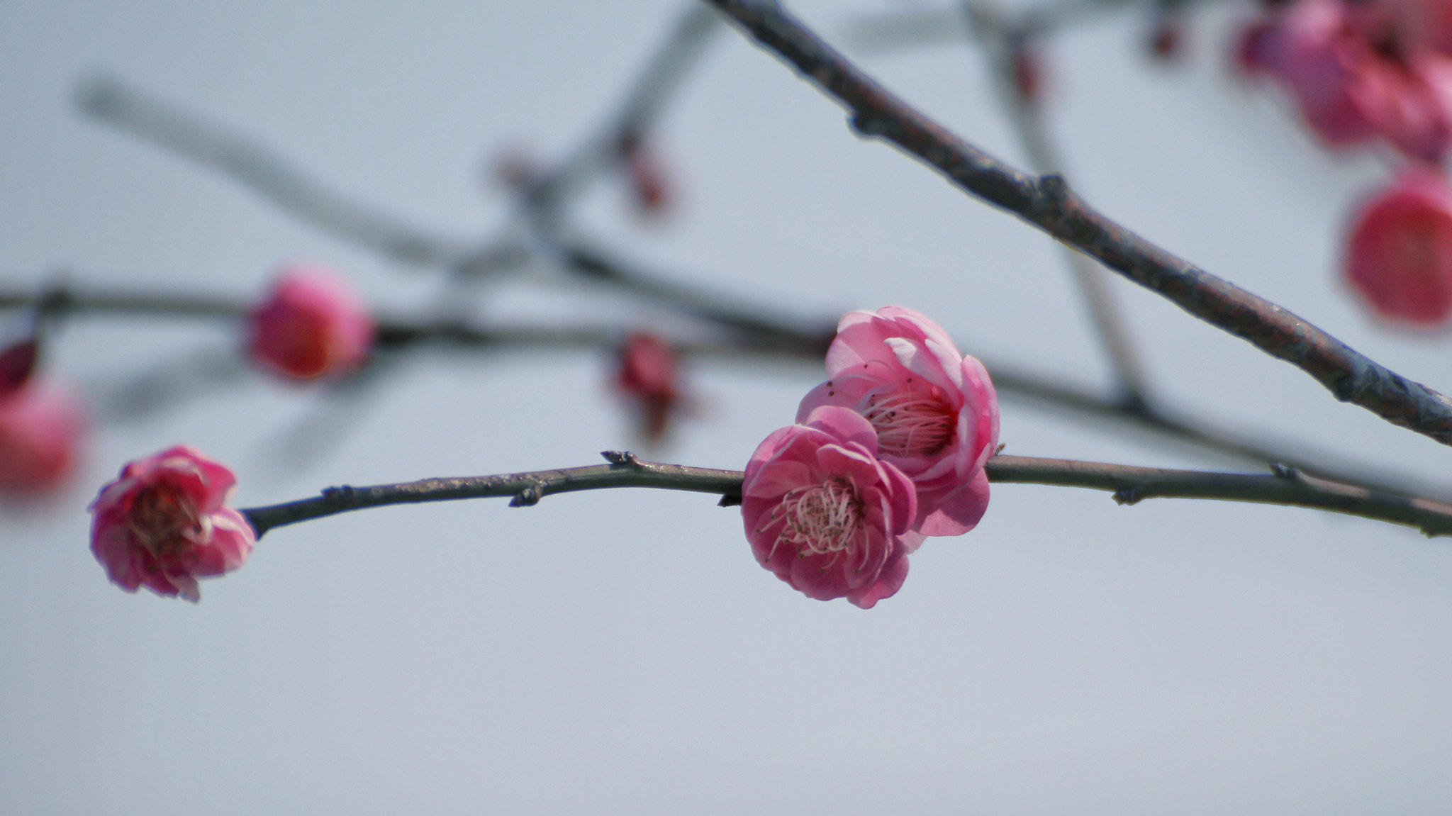 Canon EOS 80D + Canon 70-300mm sample photo. Shining in the spring sky ii photography