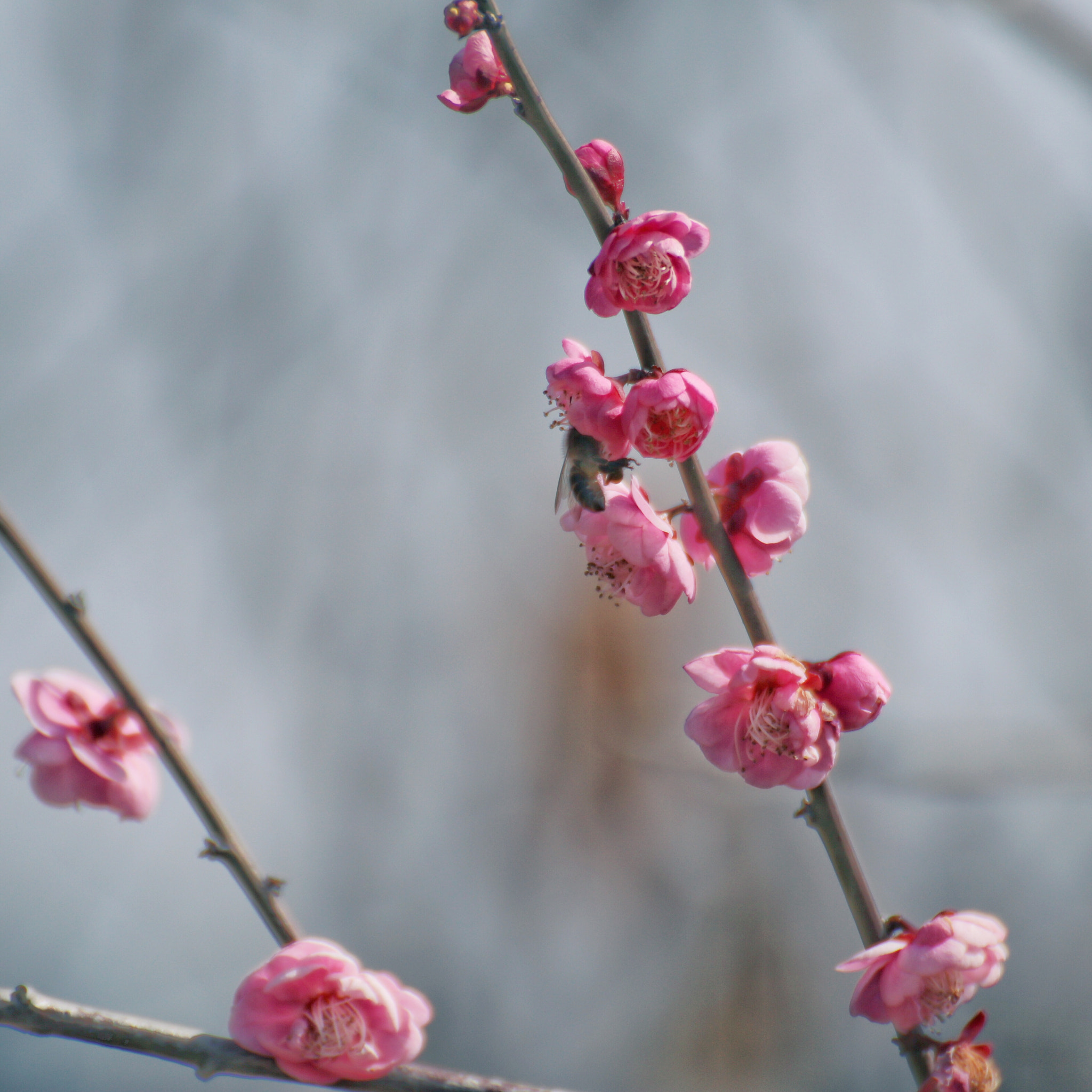 Canon EOS 80D + Canon 70-300mm sample photo. Shining in the spring sky iii photography